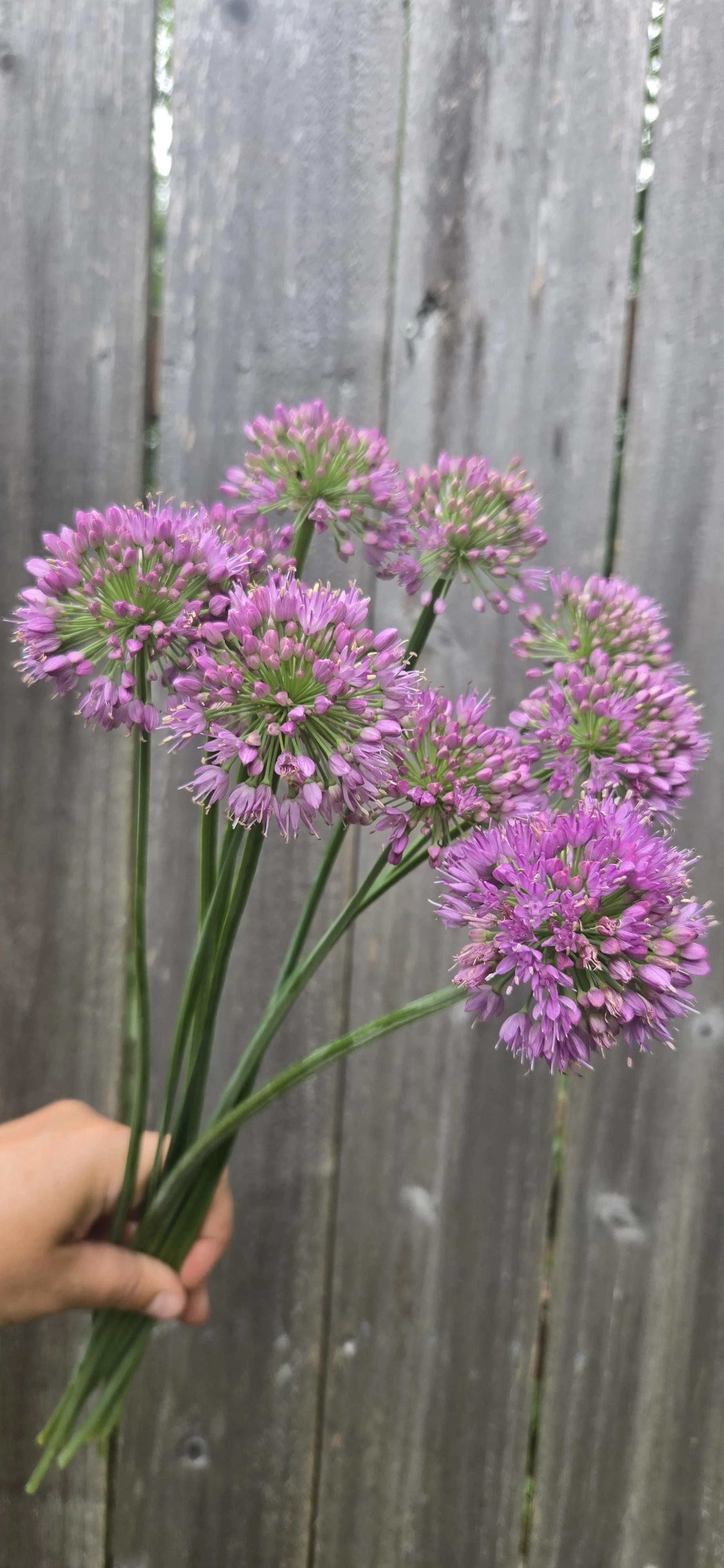 Allium 1.jpg