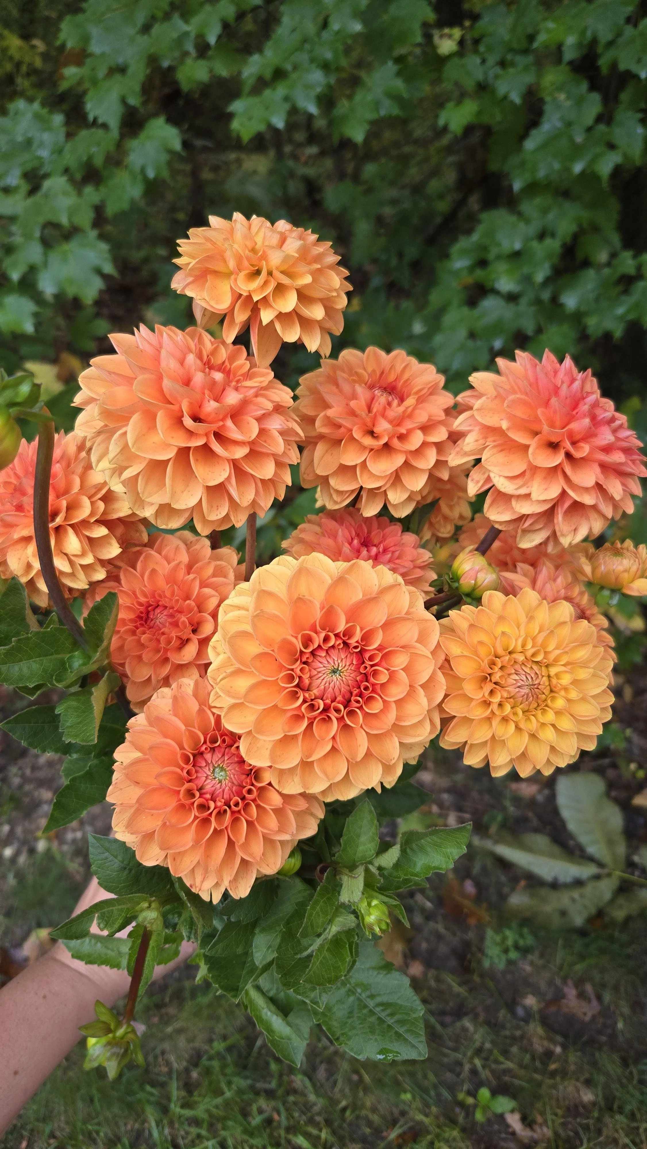 Dahlia Sylvia 2.jpg
