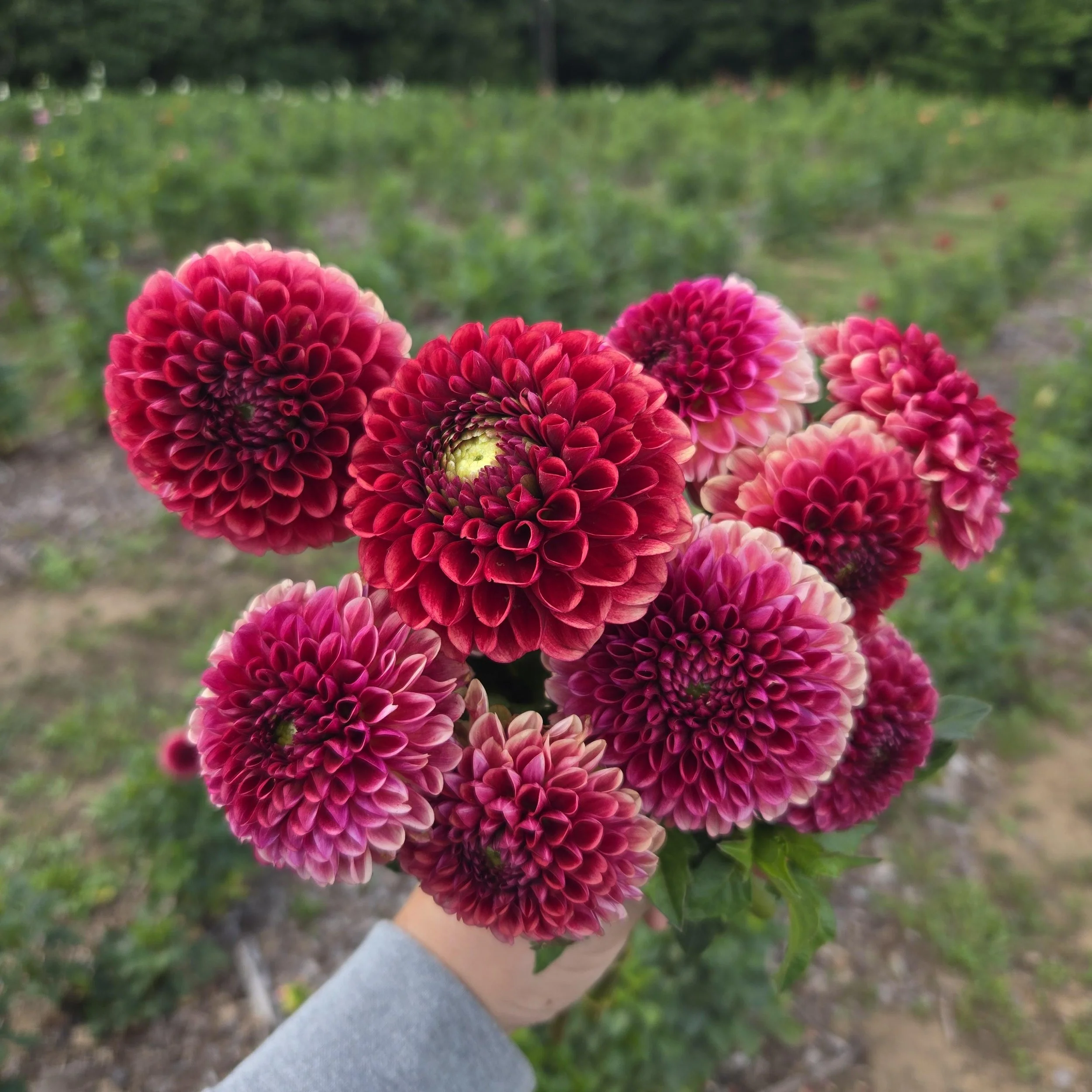 Dahlia Copperboy.jpg