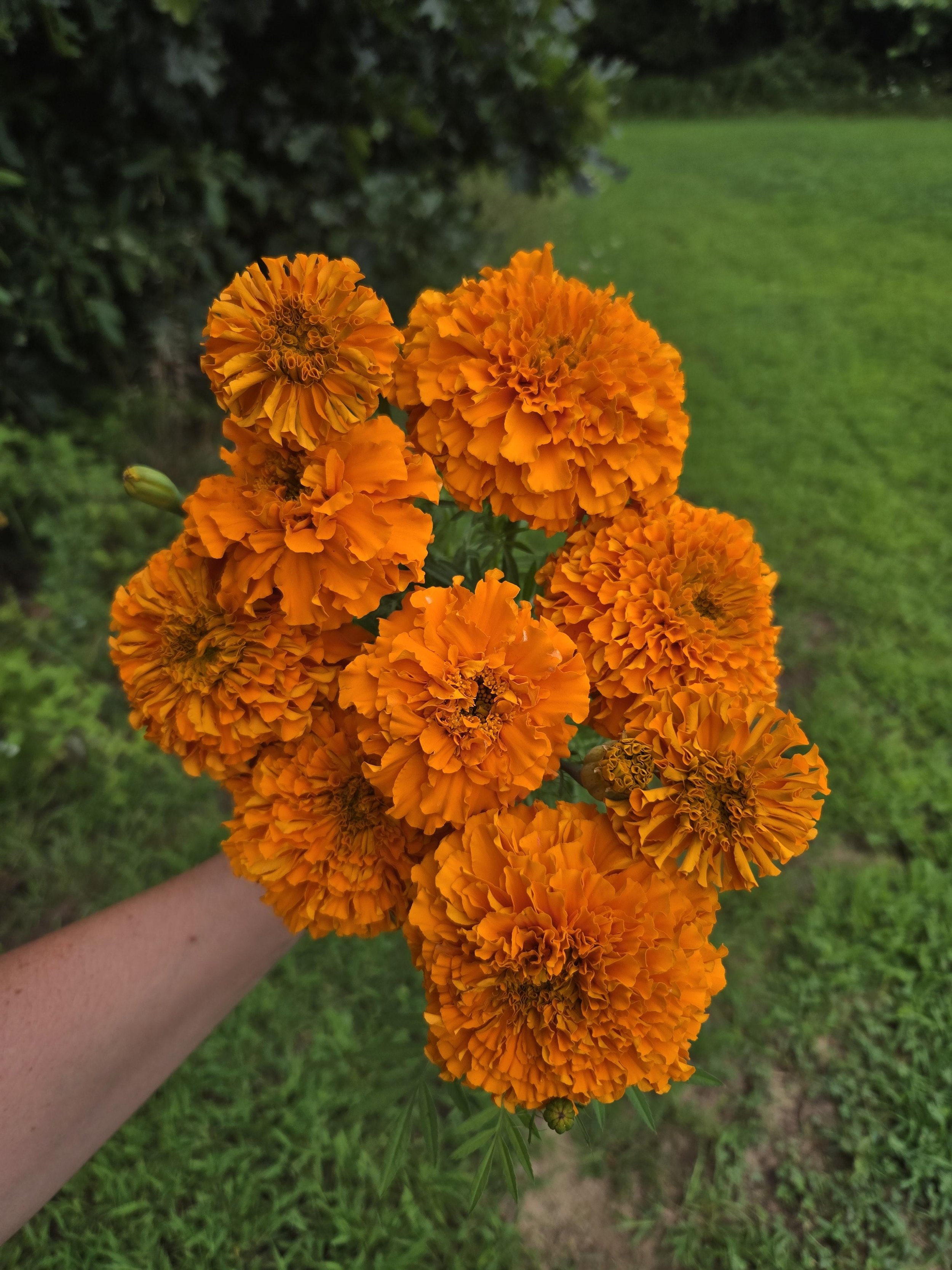 Marigold - Orange - 10 Stems