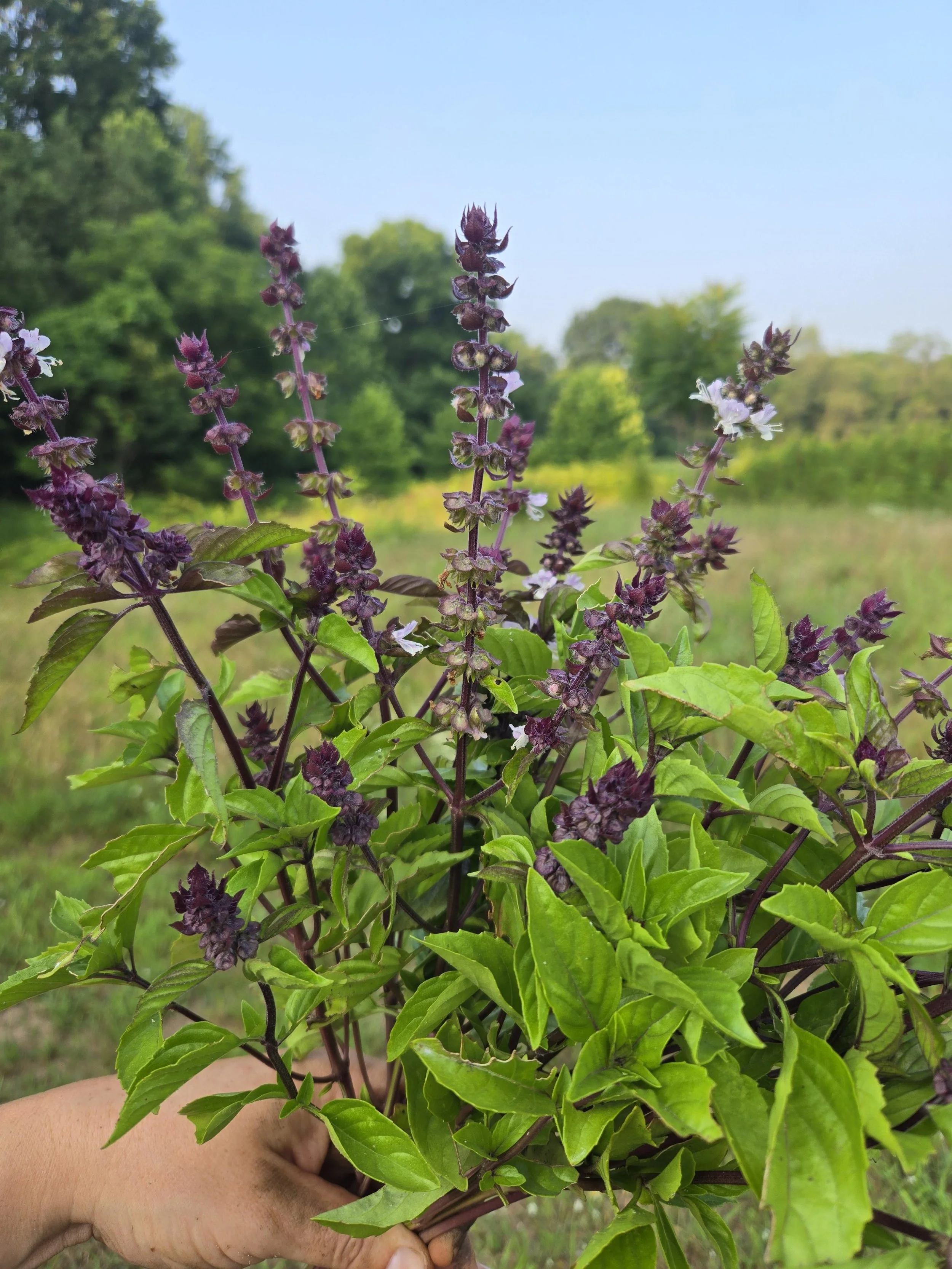 Basil Cinnamon 2.jpg