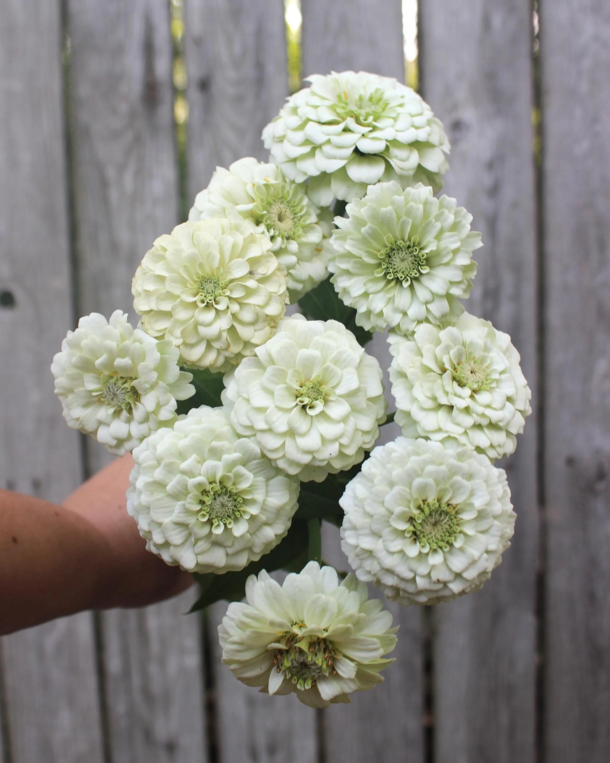 Zinnia Oklahoma White.jpeg
