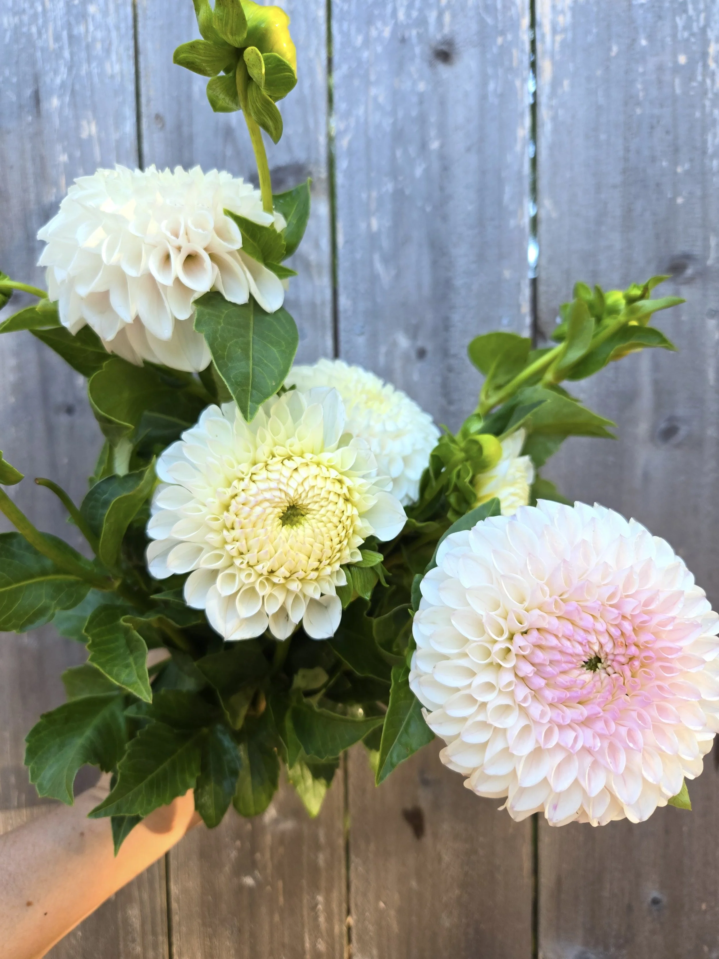 Dahlia Pink Pearl 3.jpg