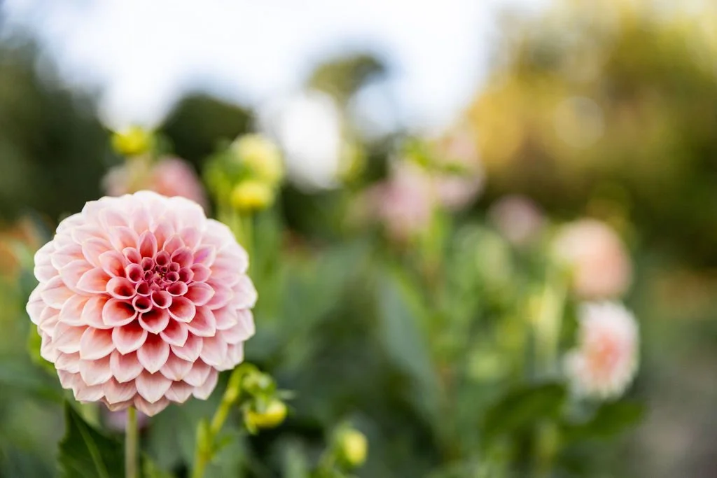 Rock Run Ashley dahlia with warm peach and rose toned petals grown for cut flower bouquets in Michigan.