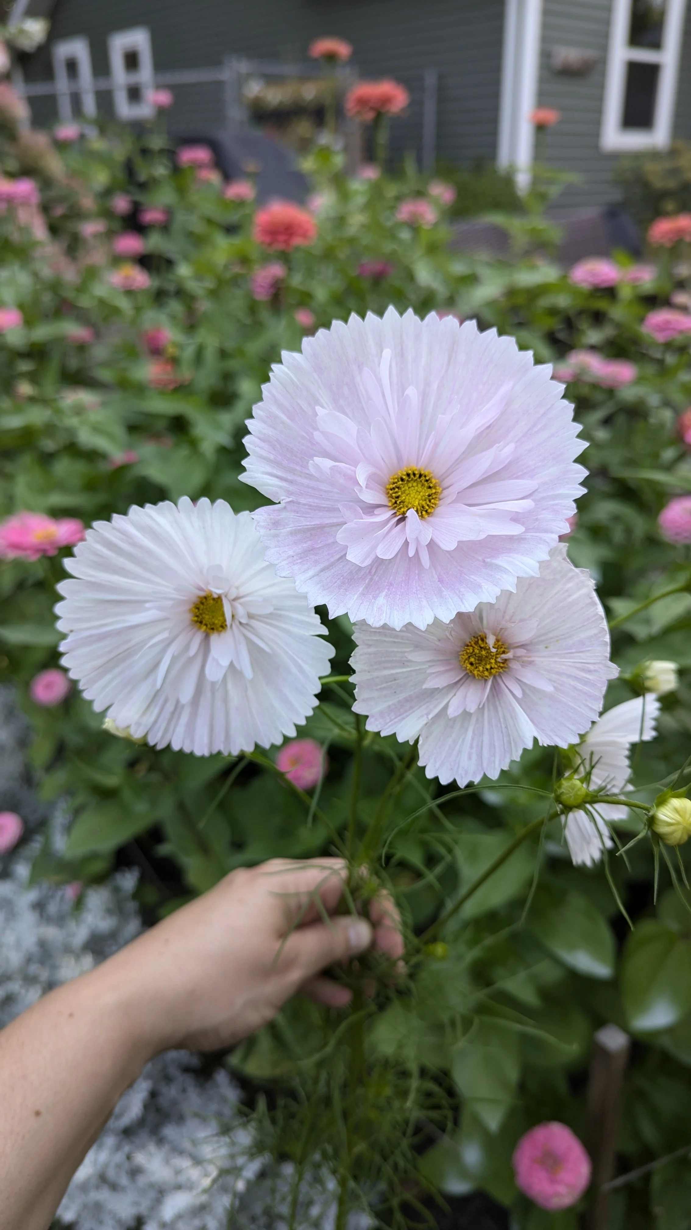 Cosmos - Cupcake Pink/White - 10 Stems