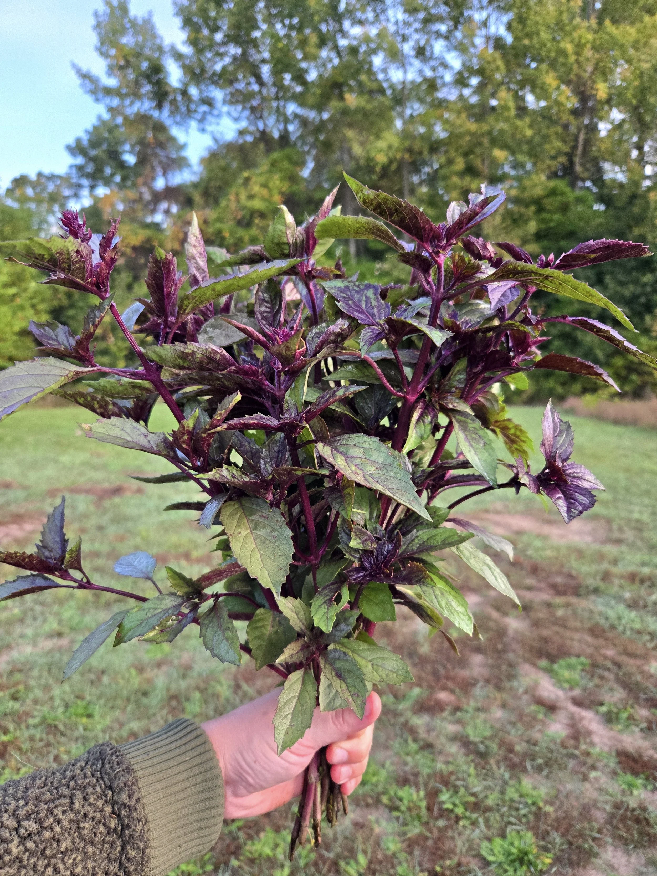 Basil Aromatto 1.jpg