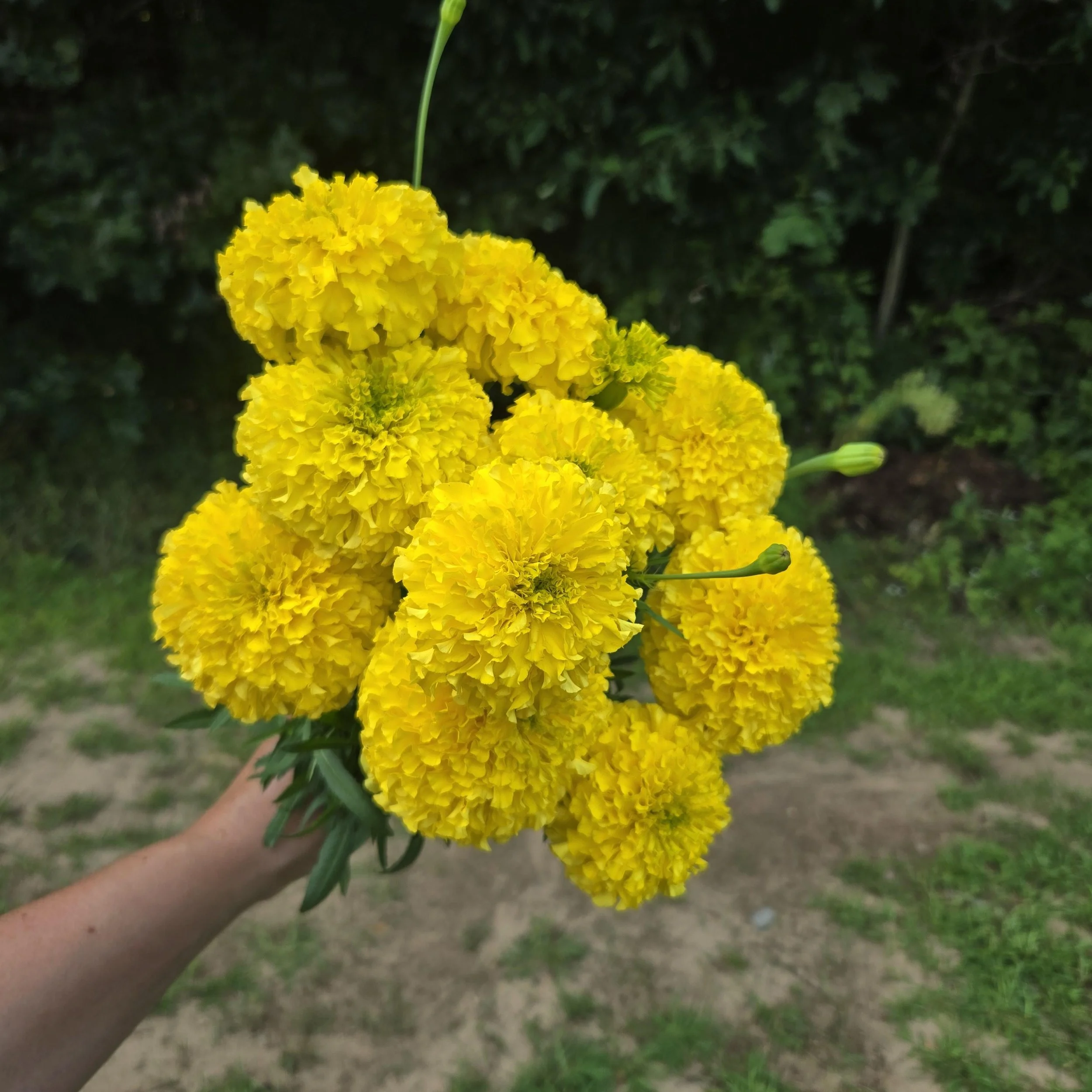 Marigold - Yellow - 10 Stems