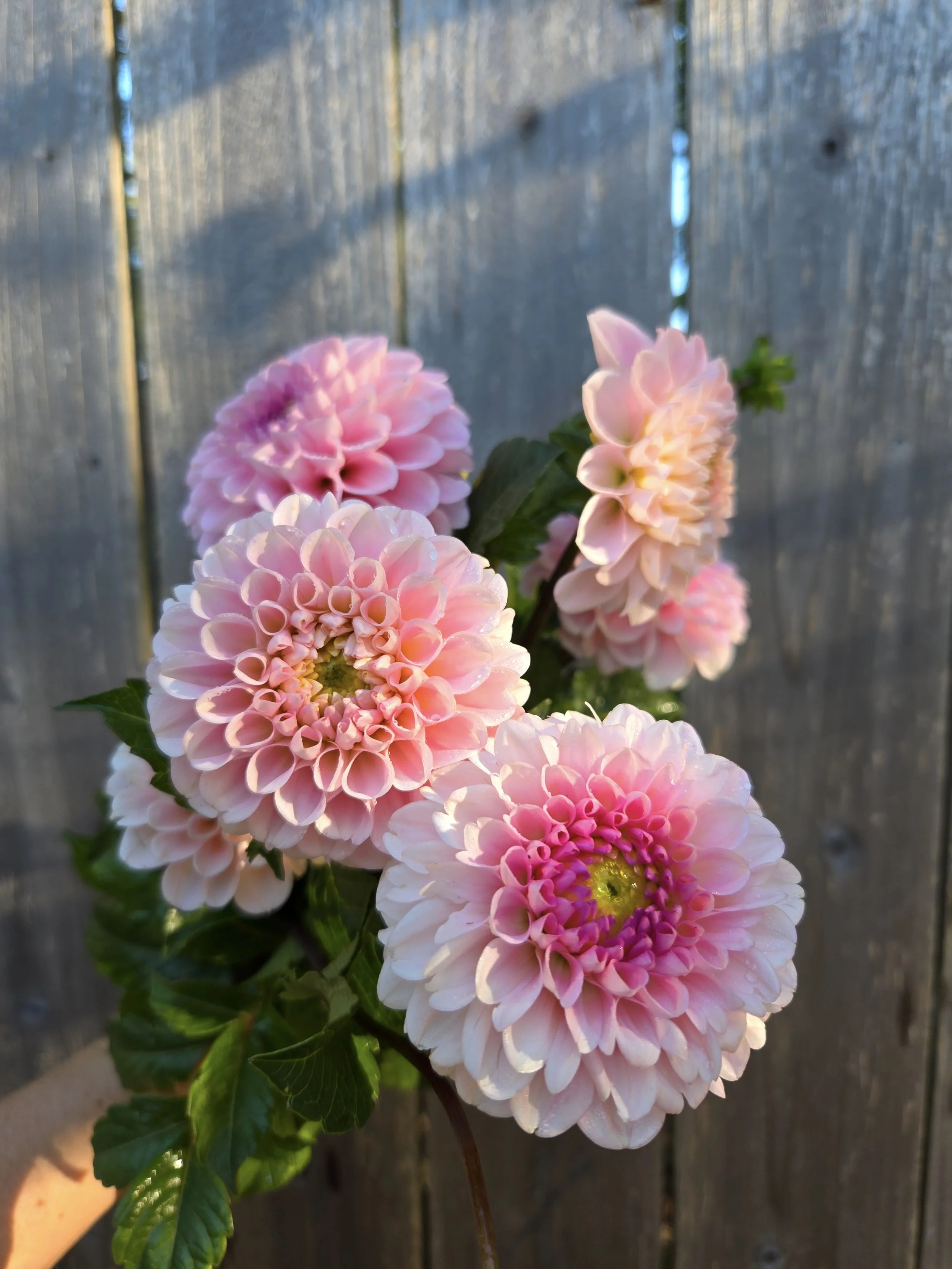 Dahlia Wizard of Oz 2.jpg