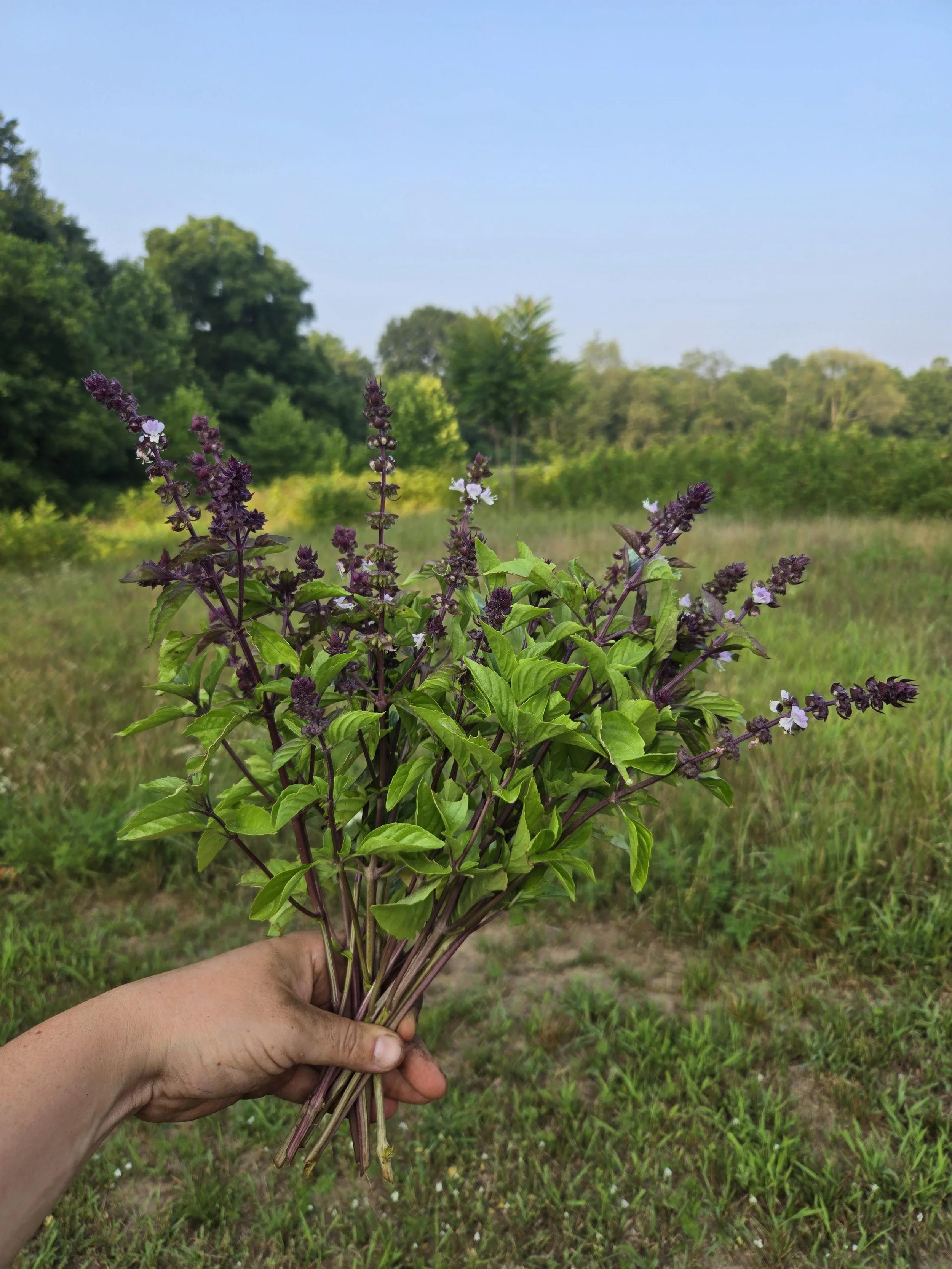 Basil Cinnamon 1.jpg