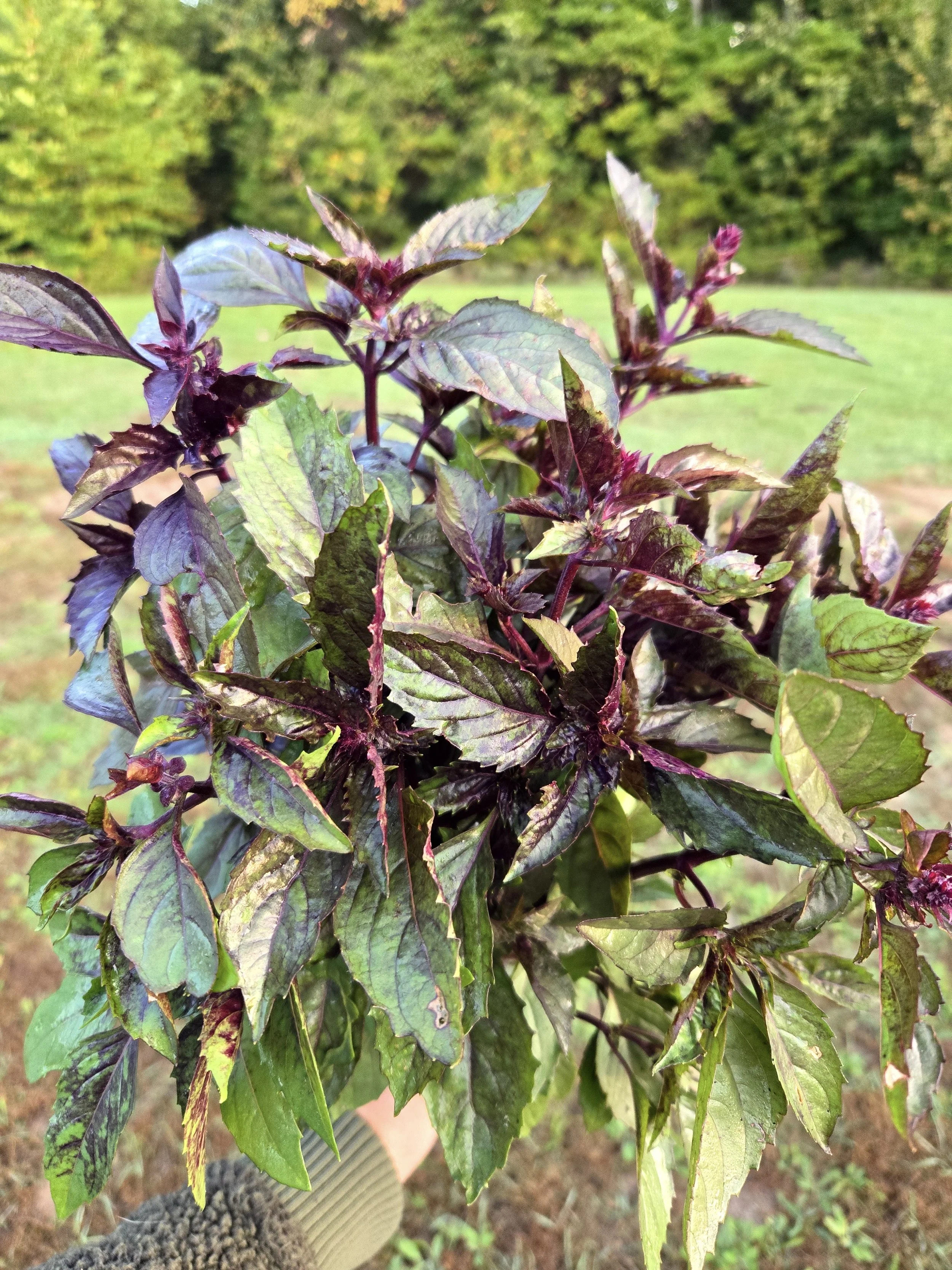 Basil Aromatto 3.jpg