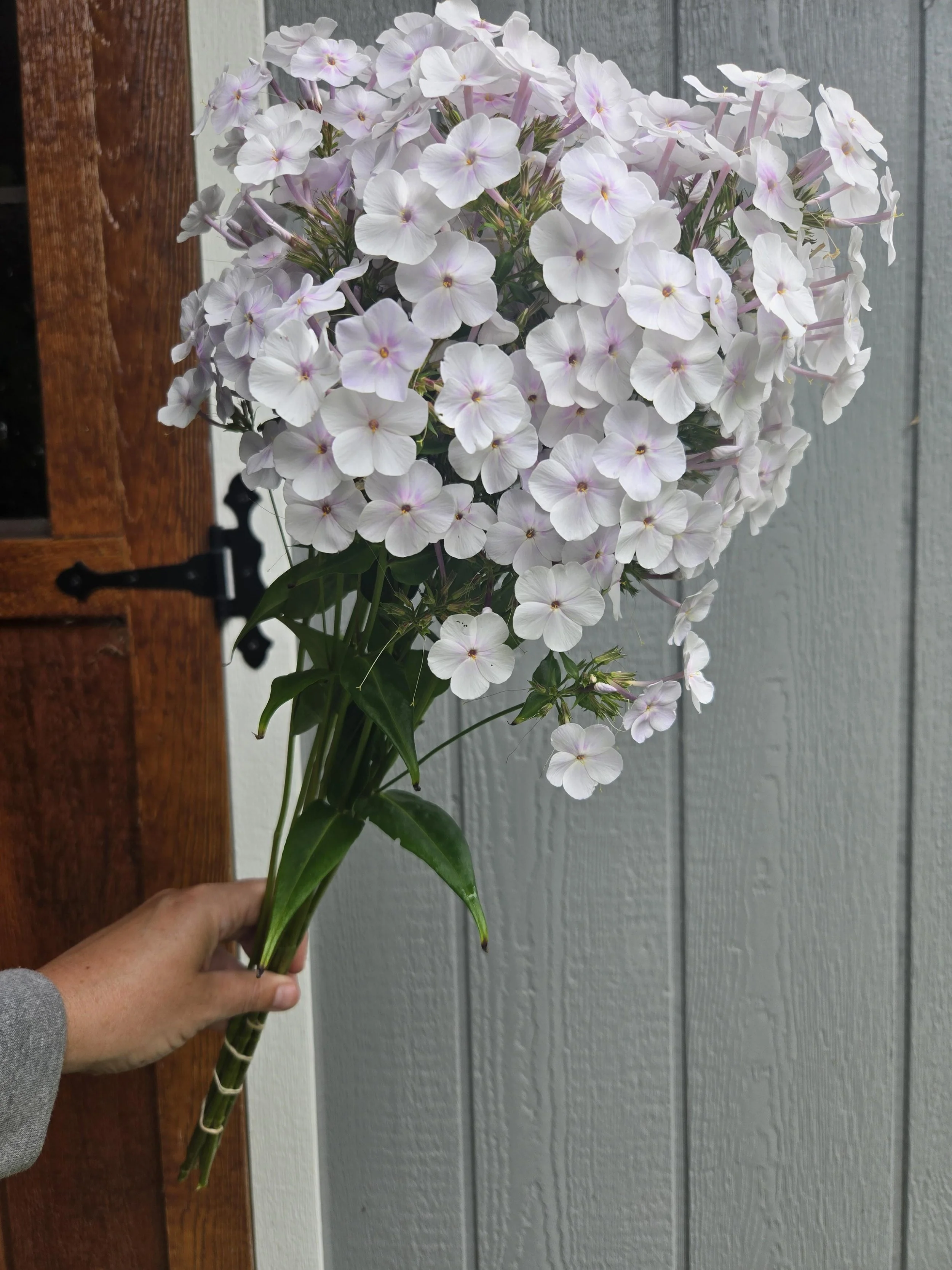 Phlox Crystal 2.jpg