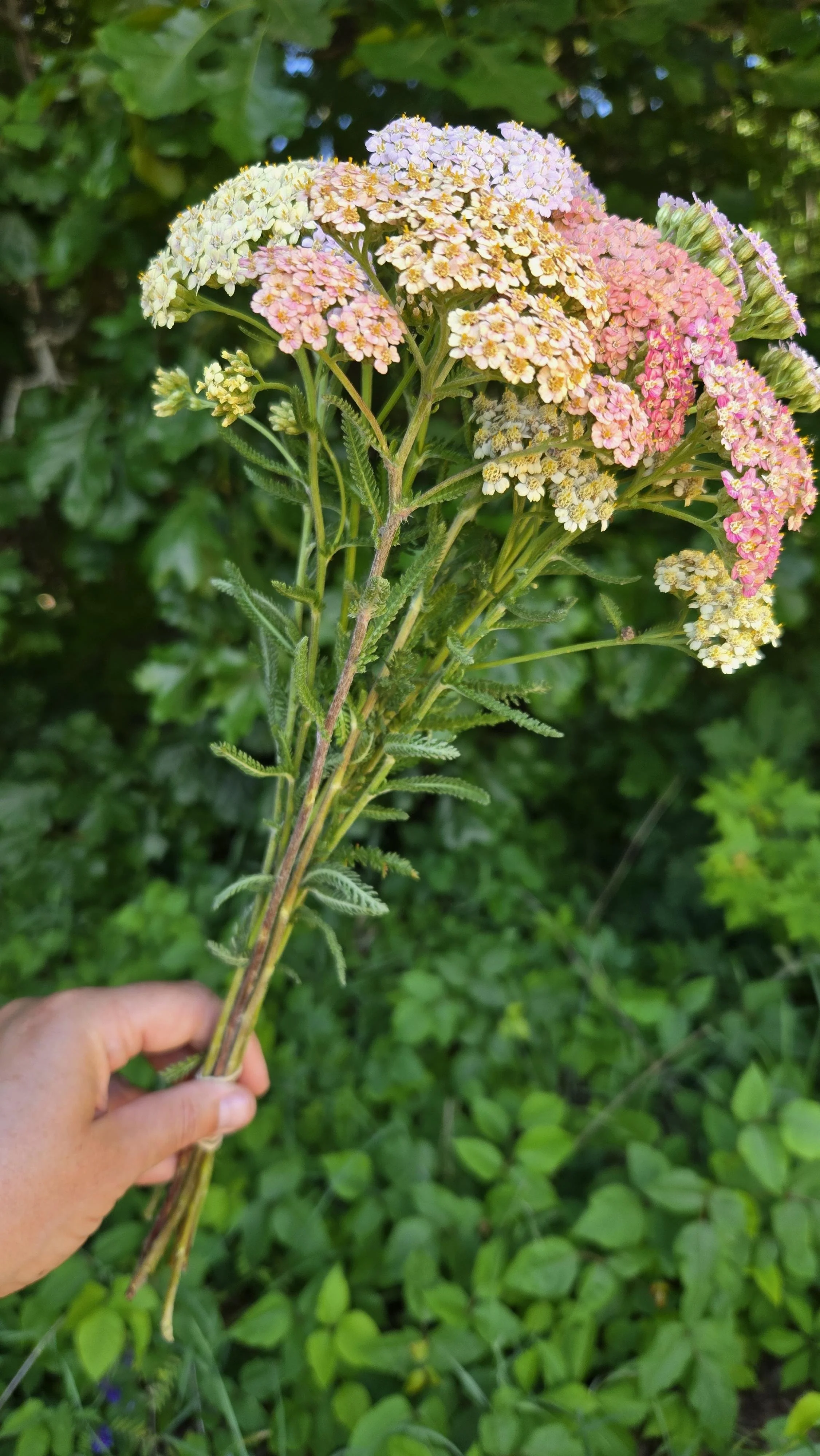 Yarrow Mix 2.jpg