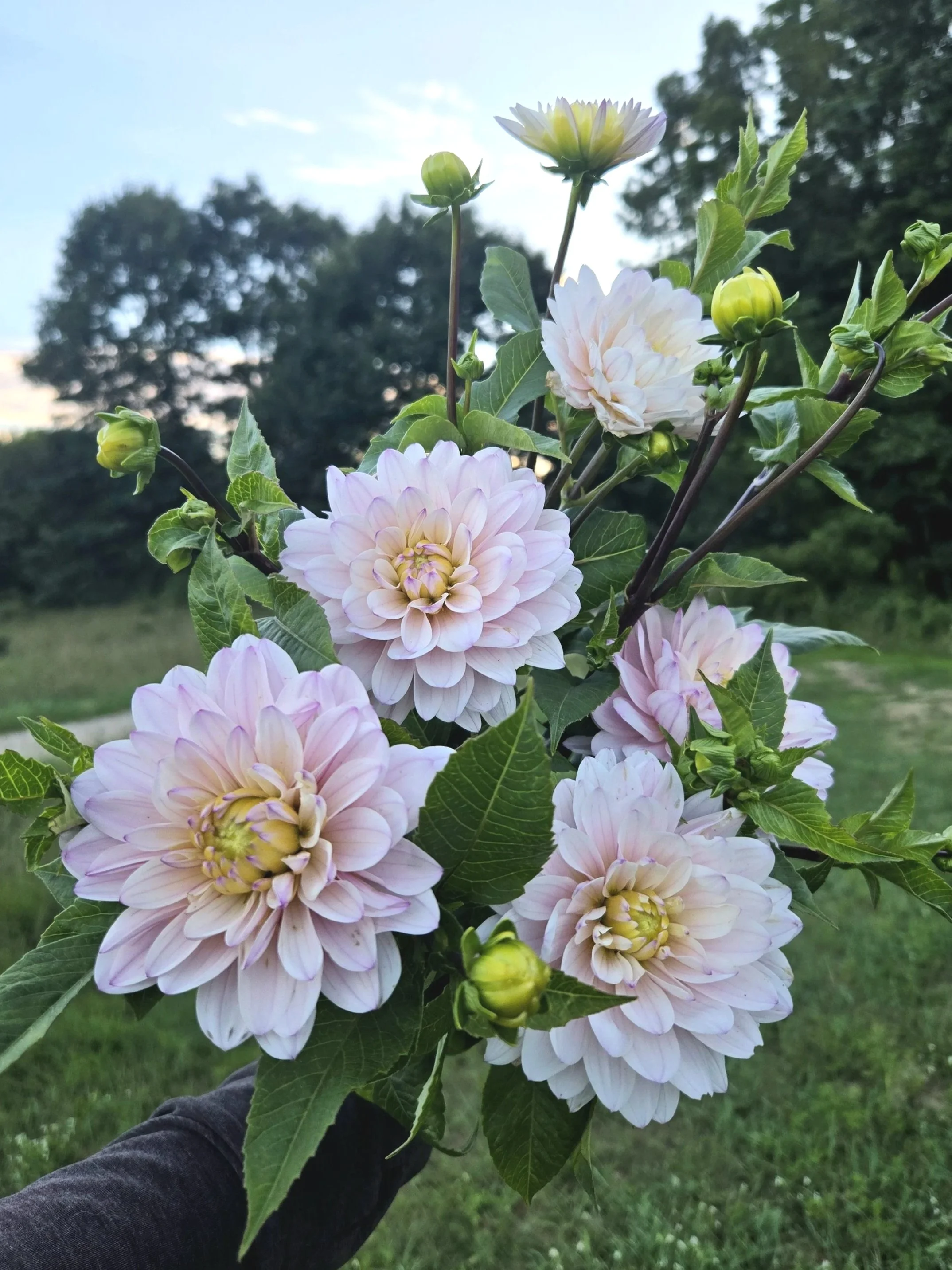 Dahlia - Silver Years - 5 Stems