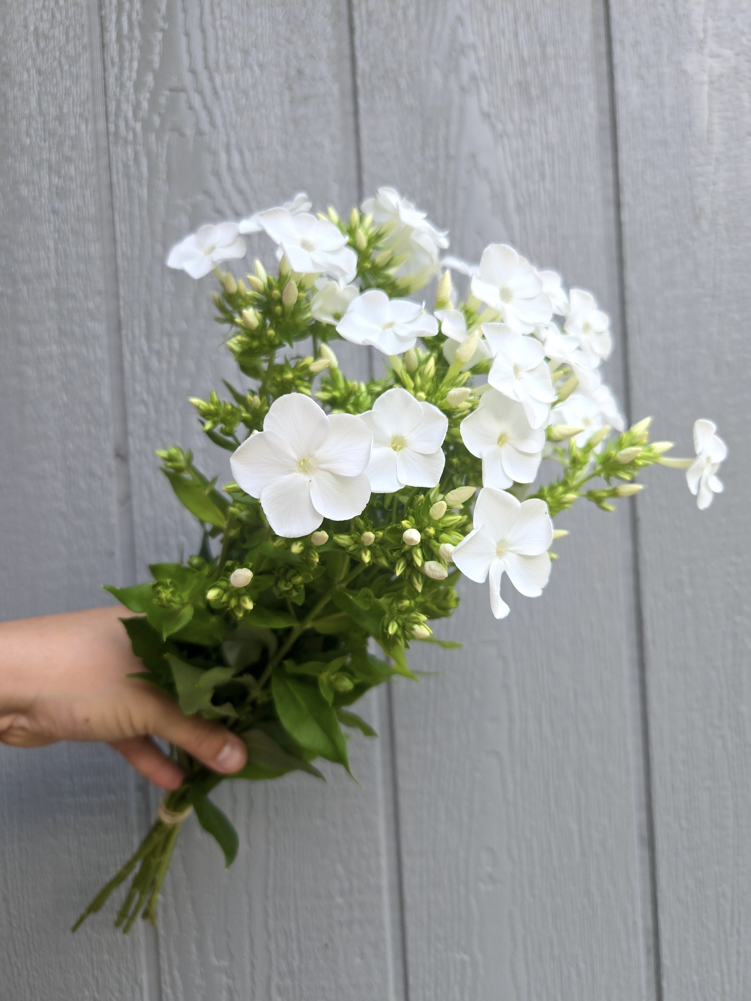 Phlox Backlight 1.jpg