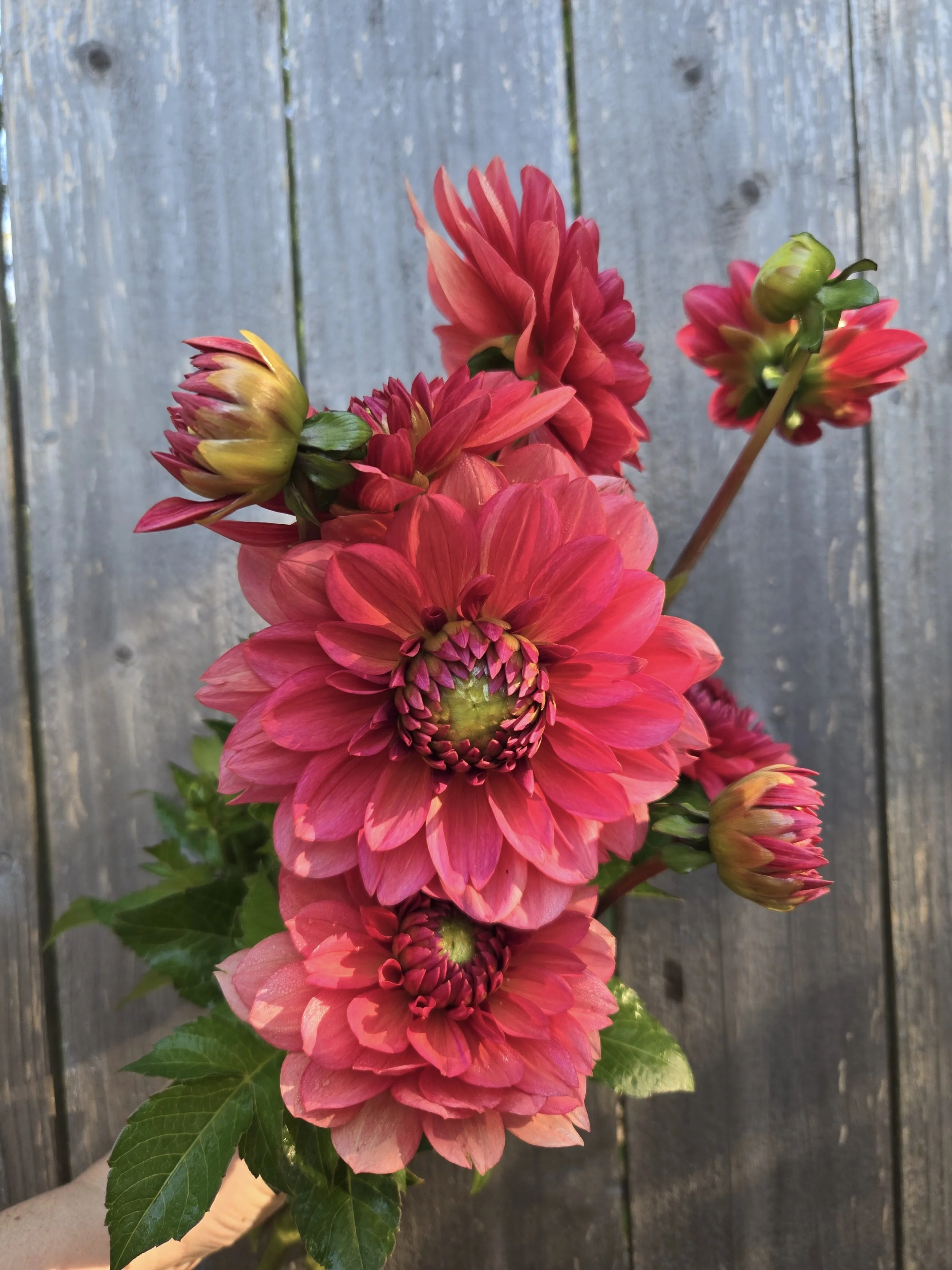 Dahlia Salmon Runner 2.jpg