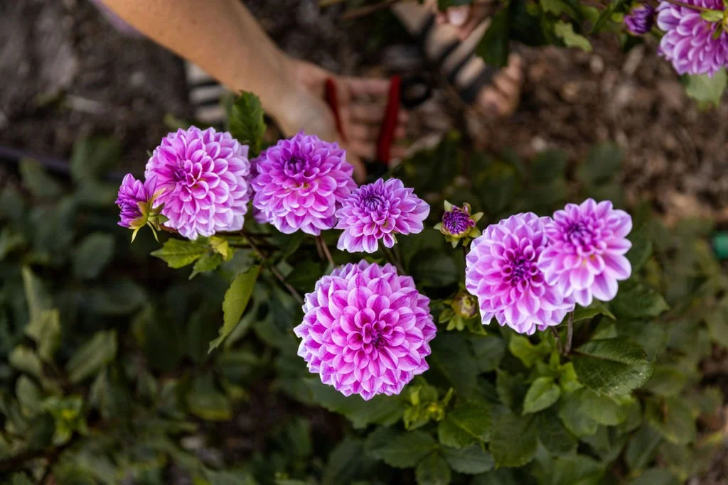 Prolific purple dahlia plant with tall stems and sturdy blooms in a Michigan flower field.
