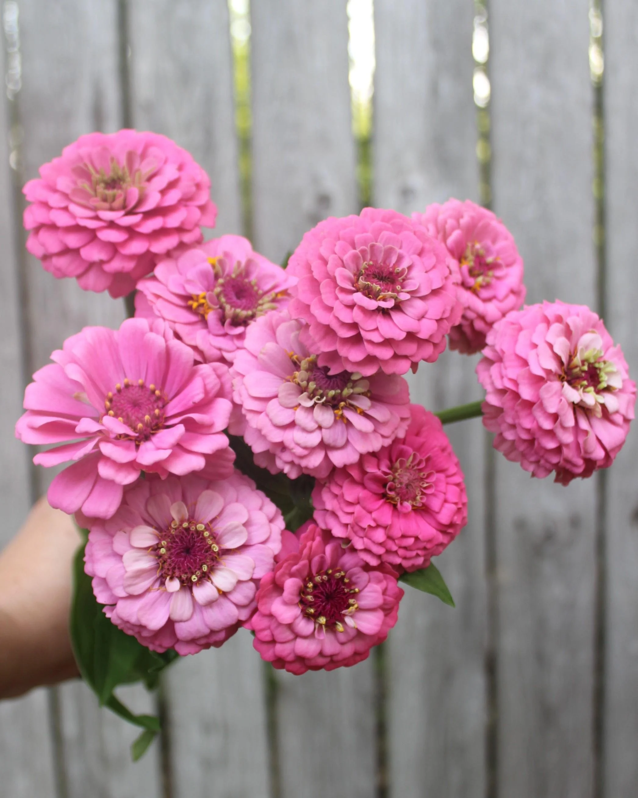 Zinnia Oklahoma Pink.jpeg