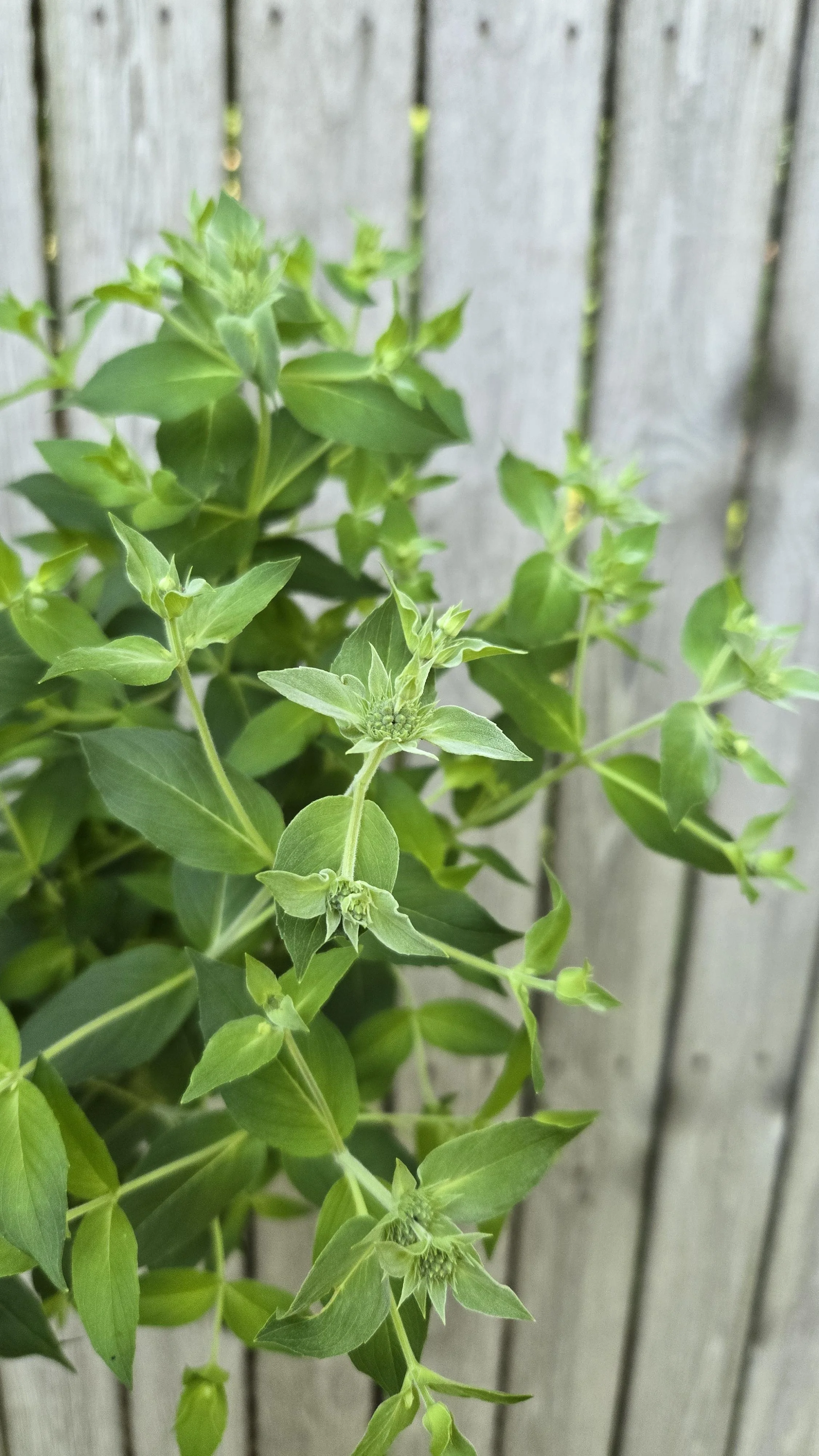 Mountain Mint 1.jpg