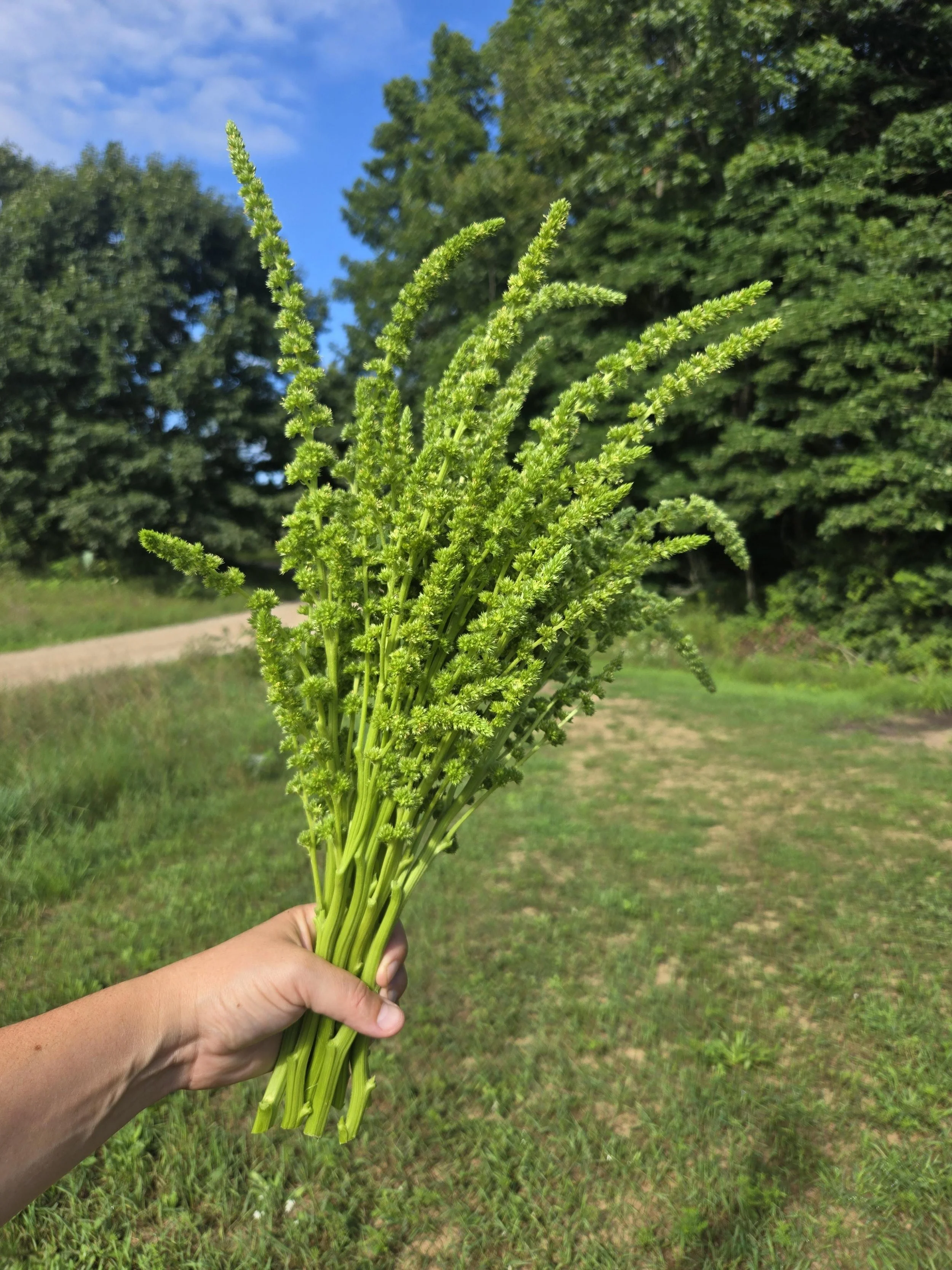 Amaranth Green Thumb.jpg