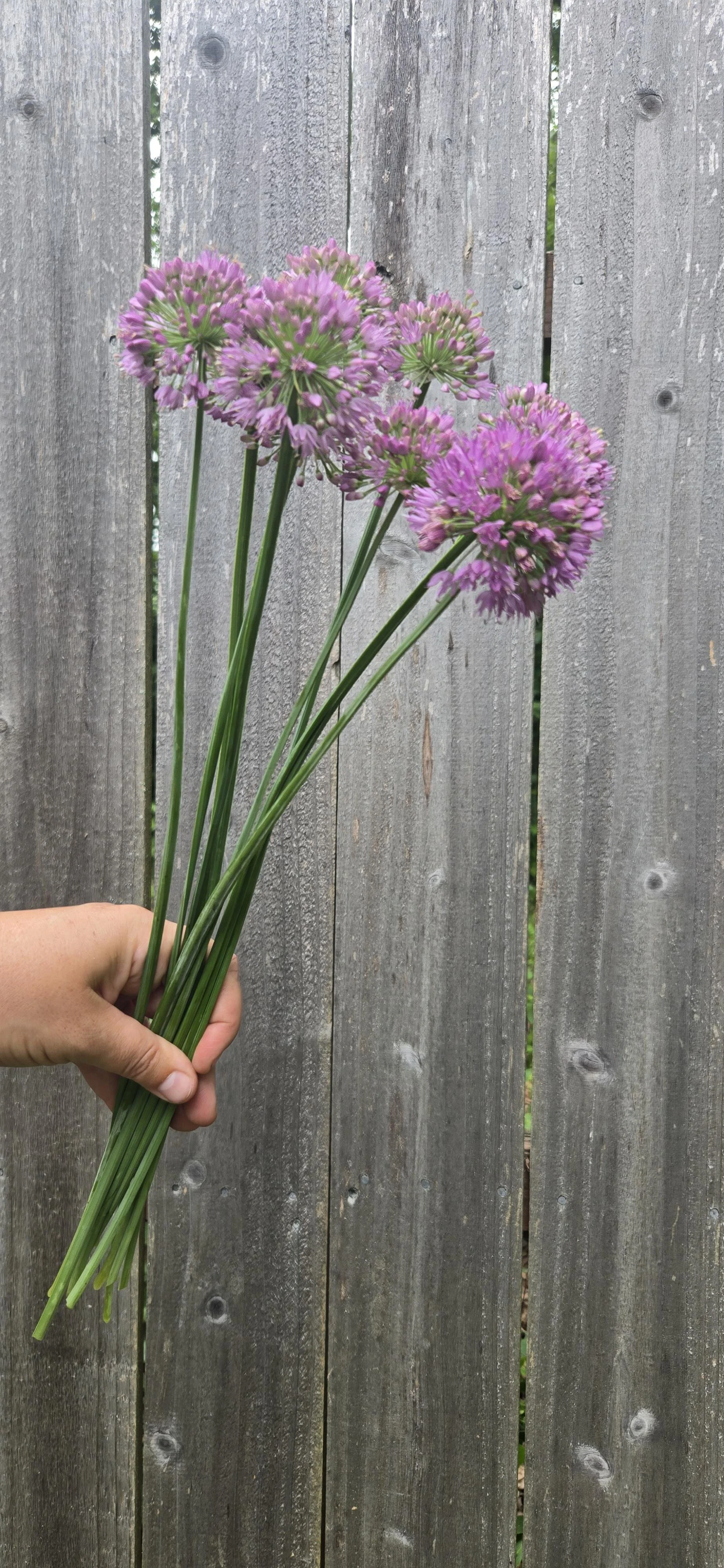 Allium 2.jpg