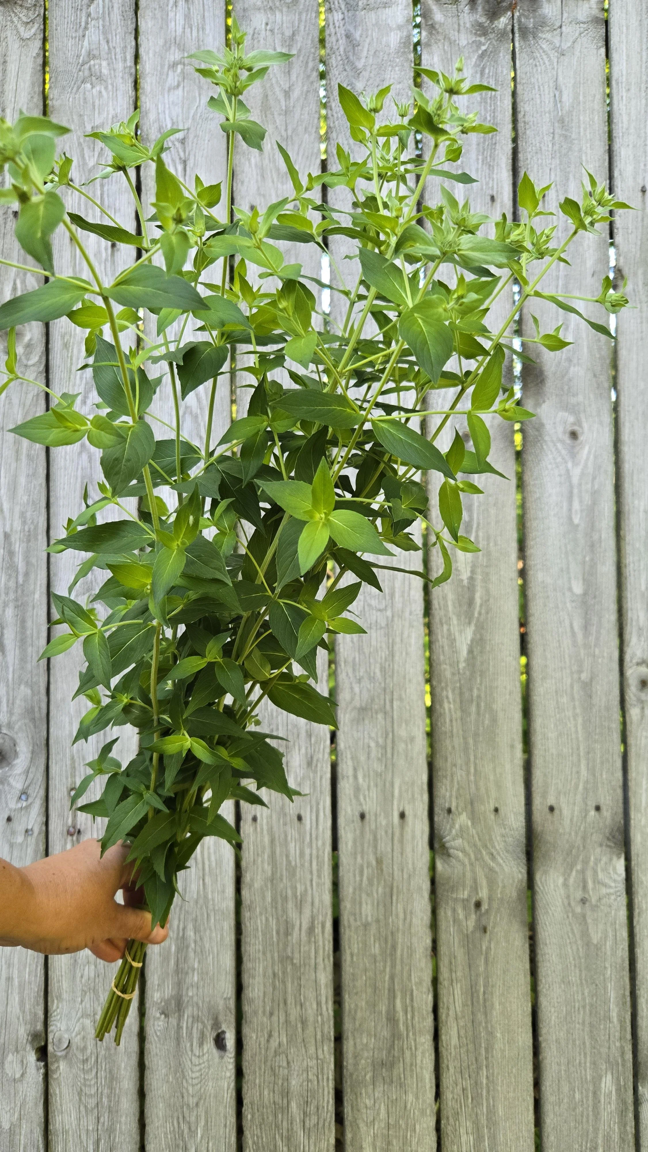 Mountain Mint 2.jpg