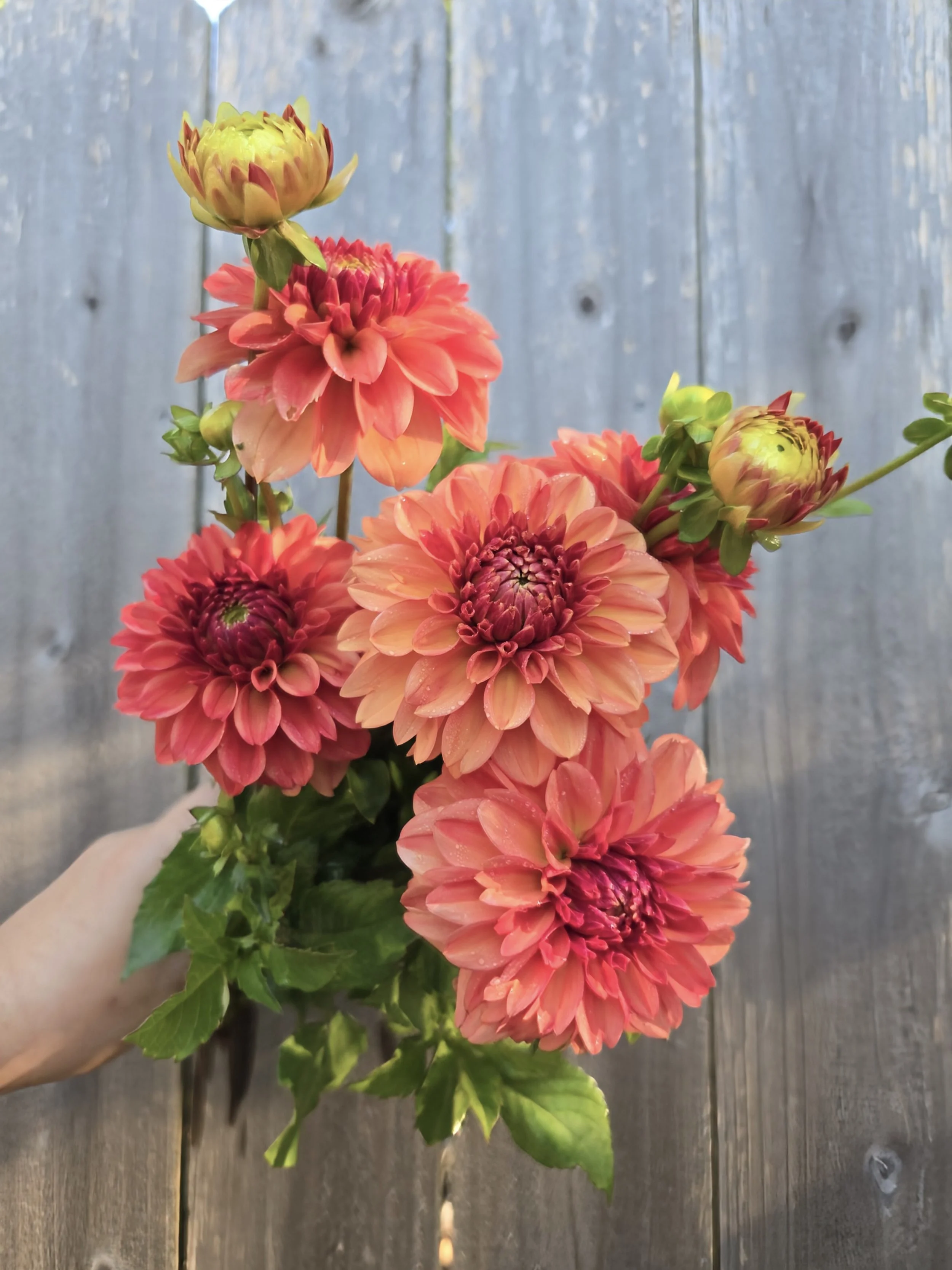 Dahlia - Ice Tea - 5 Stems