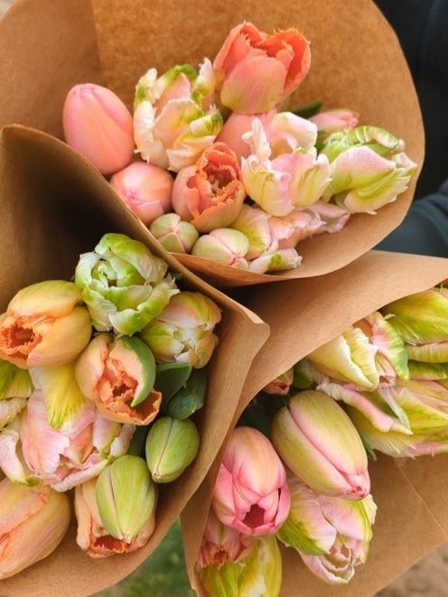 tulips23_1.jpg