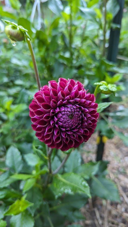 Ivanetti Dahlia Tuber Clump