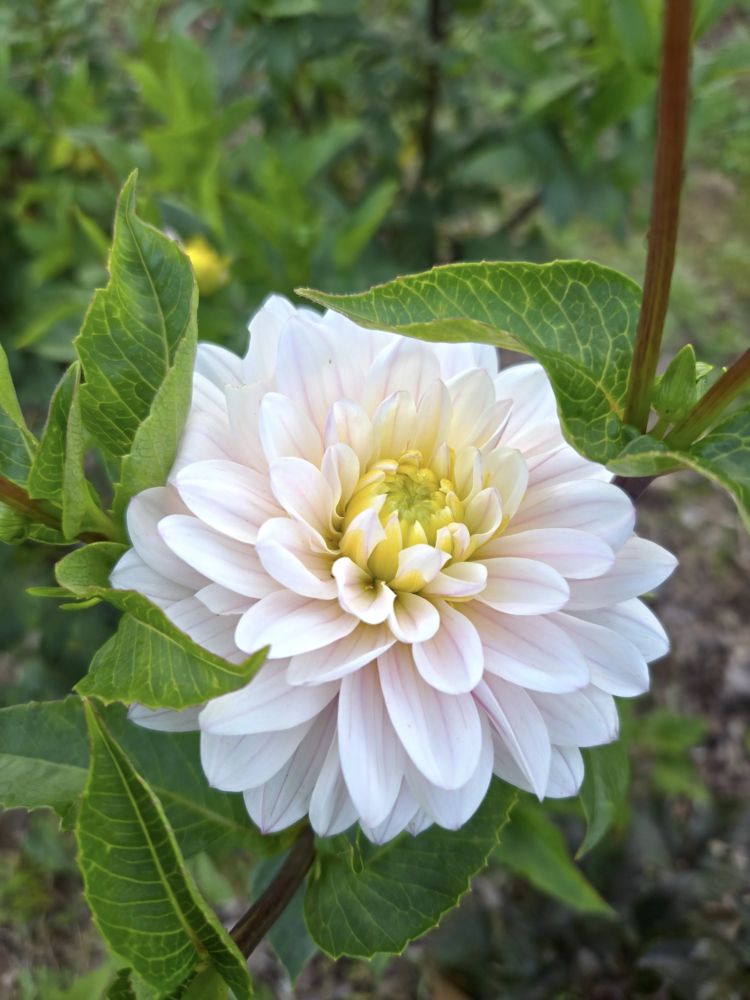 Dahlia Silver Years.jpg