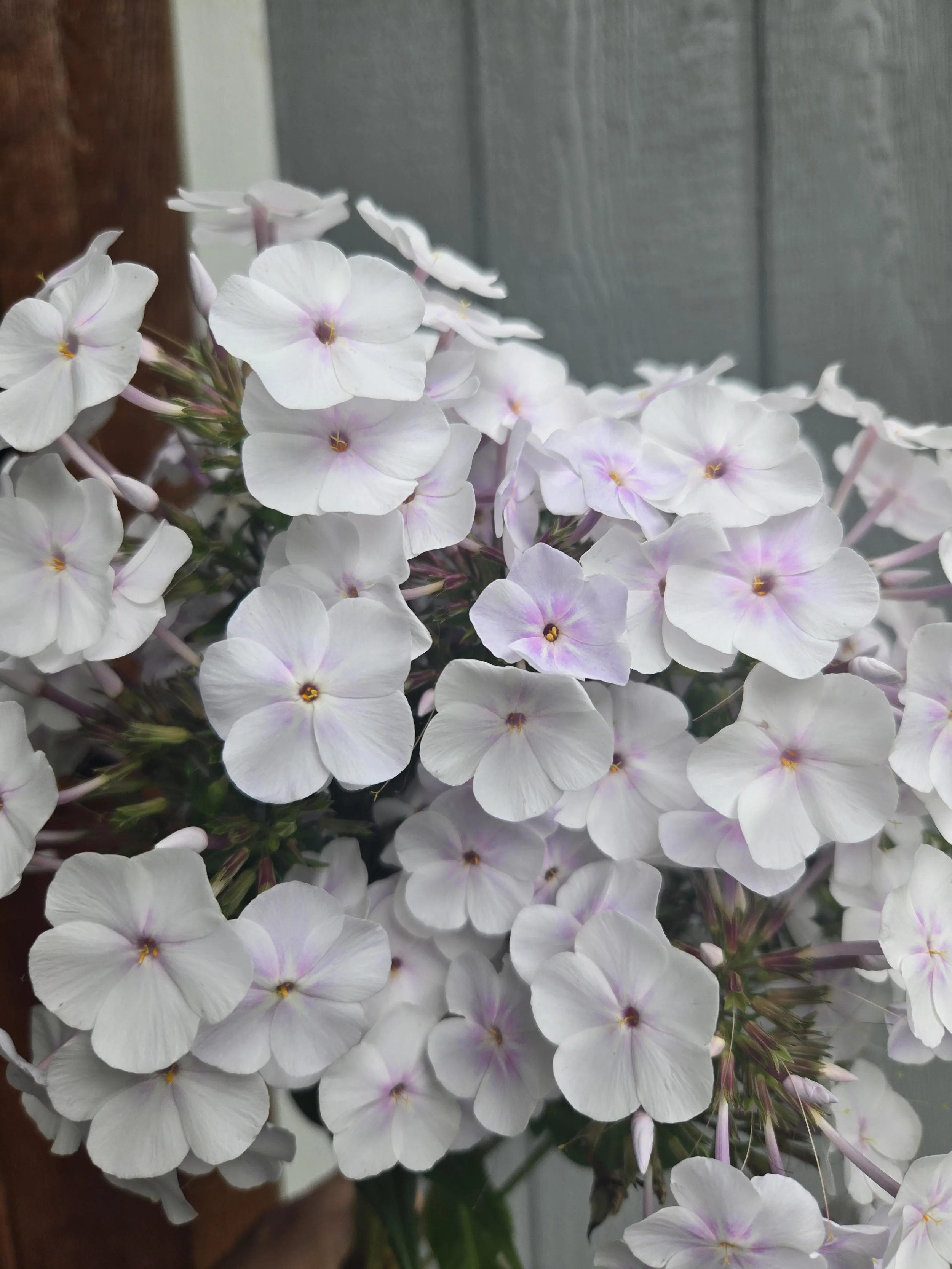 Phlox Crystal 3.jpg