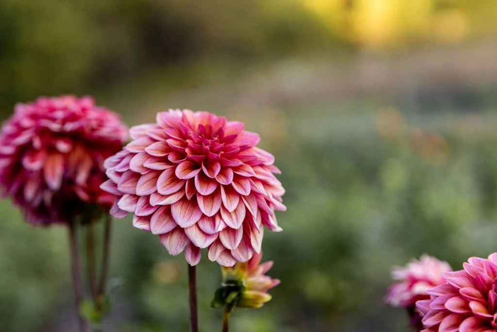Close up of Salmon Runner dahlia showing warm peach toned petals and strong stem.
