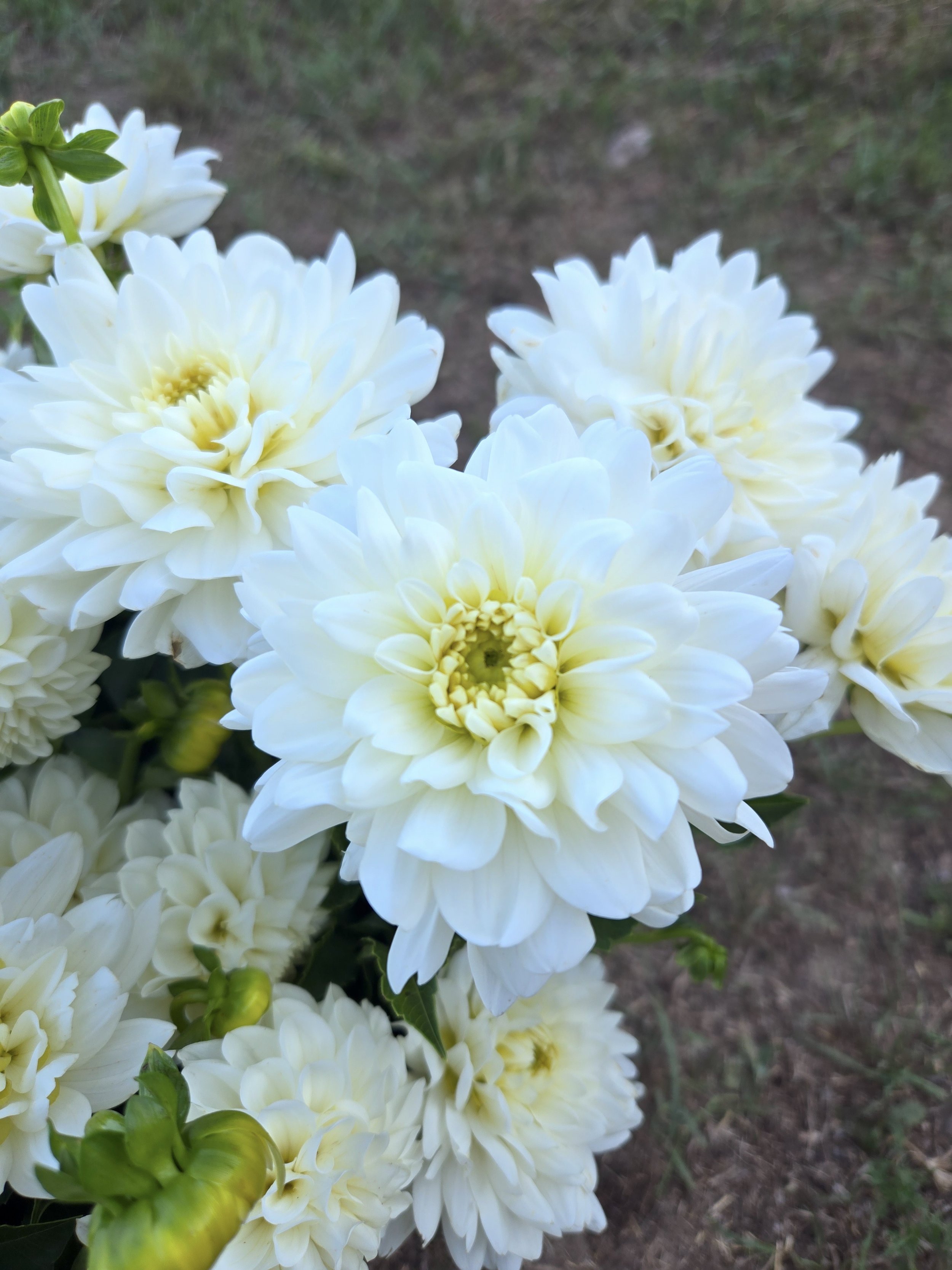Dahlia Eternal Snow.jpg