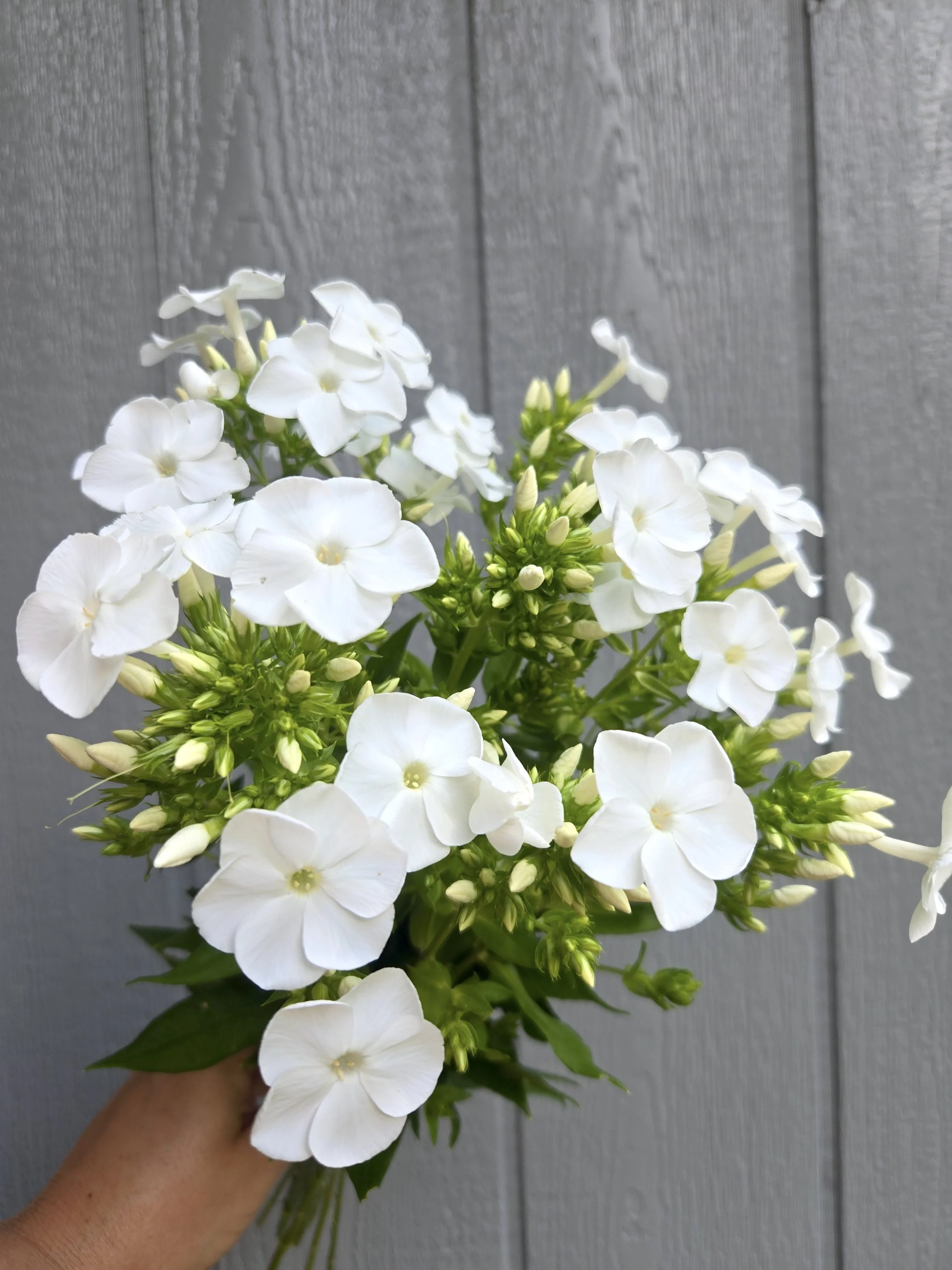Phlox Backlight 2.jpg