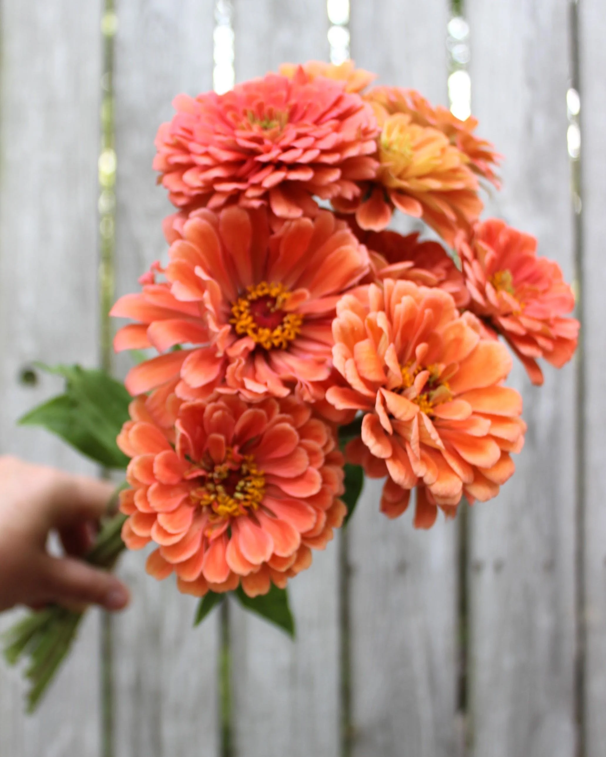 Zinnia Giant Salmon Rose.jpeg