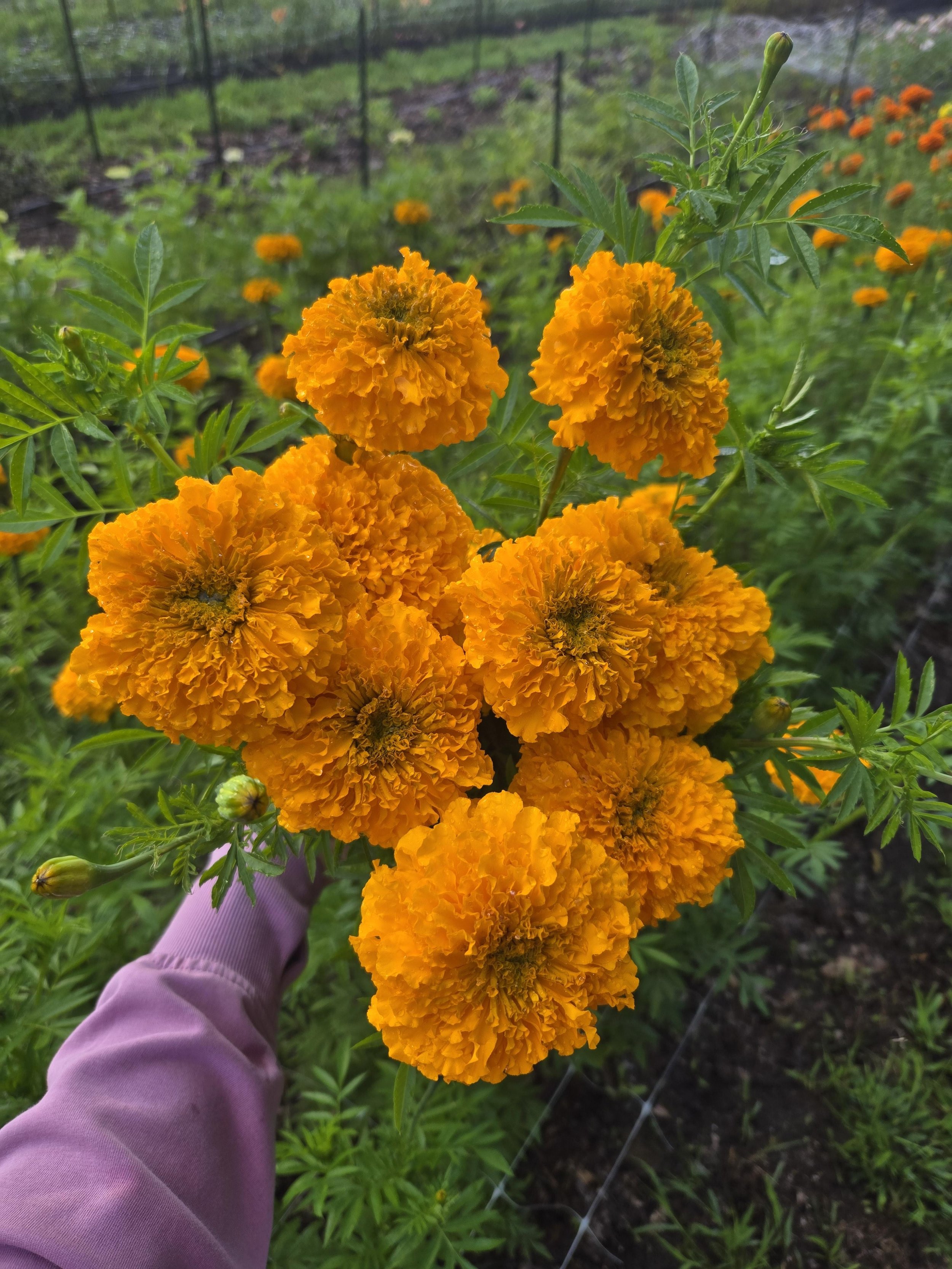 Marigold - Gold - 10 Stems