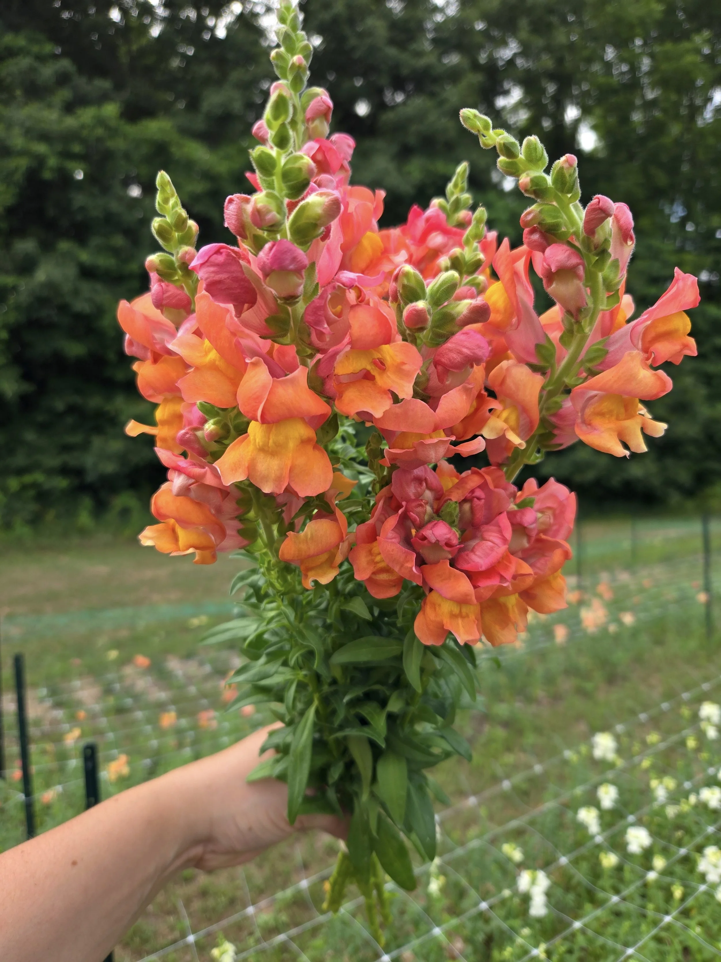 Snapdragon Rocket Bronze 1.jpg