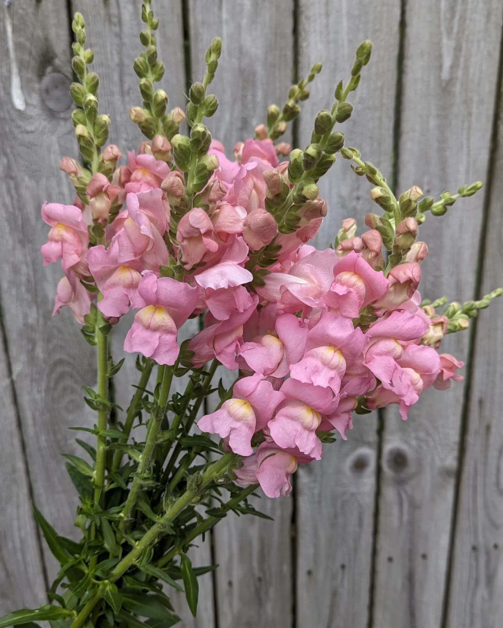 potomac-rose-snapdragon-green-willow-gardens-cut-flower-farm.jpeg