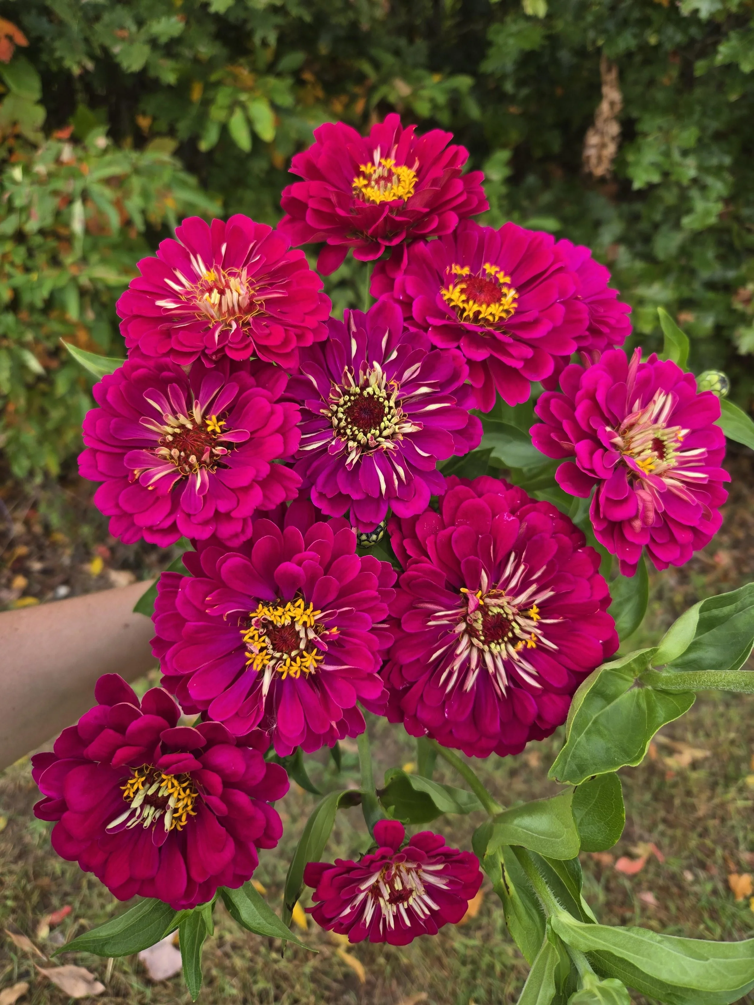 Zinnia Giant Wine 2.jpg