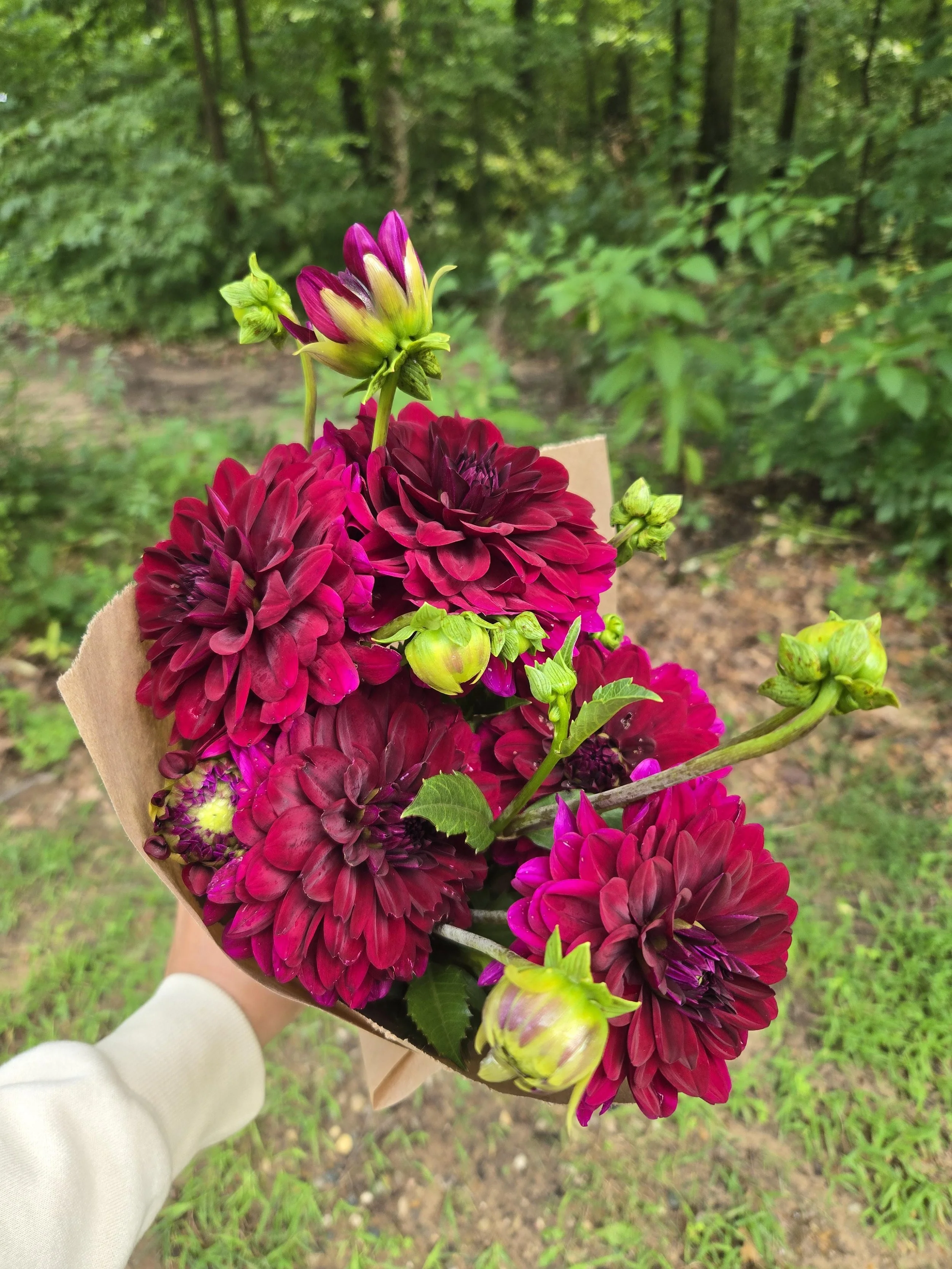 Dahlia - Karma Naomi - 5 Stems