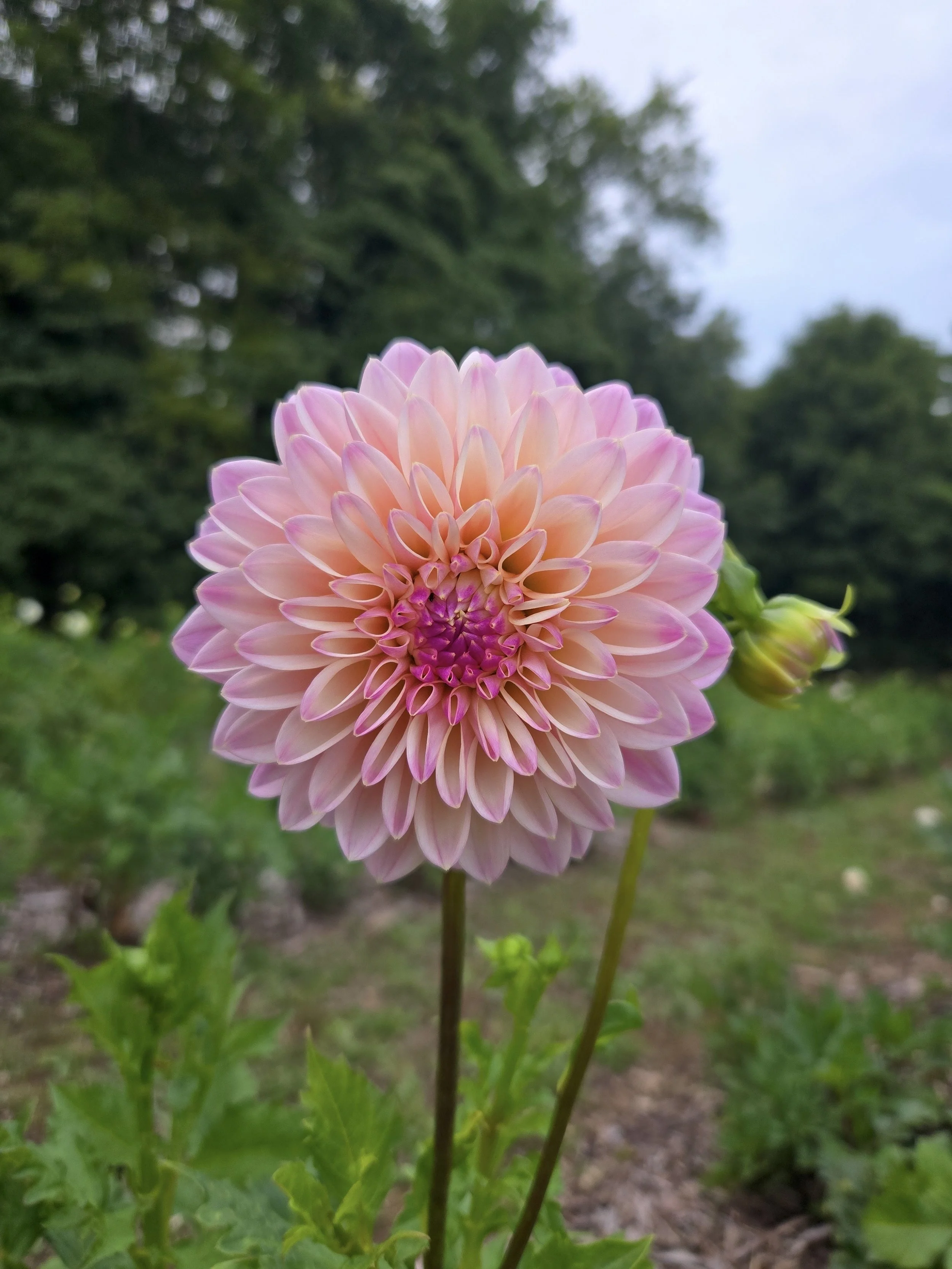 Dahlia Castle Drive.jpg