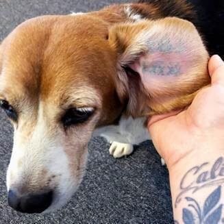 Vegan Tattoo Artist Sarah Gaugler And PETA Teamed Up For A Ear Tattoo Pop  Up Shop: “Attendees 'Hear' Rescued Envigo Beagles' Pain” — Think Before You  Ink