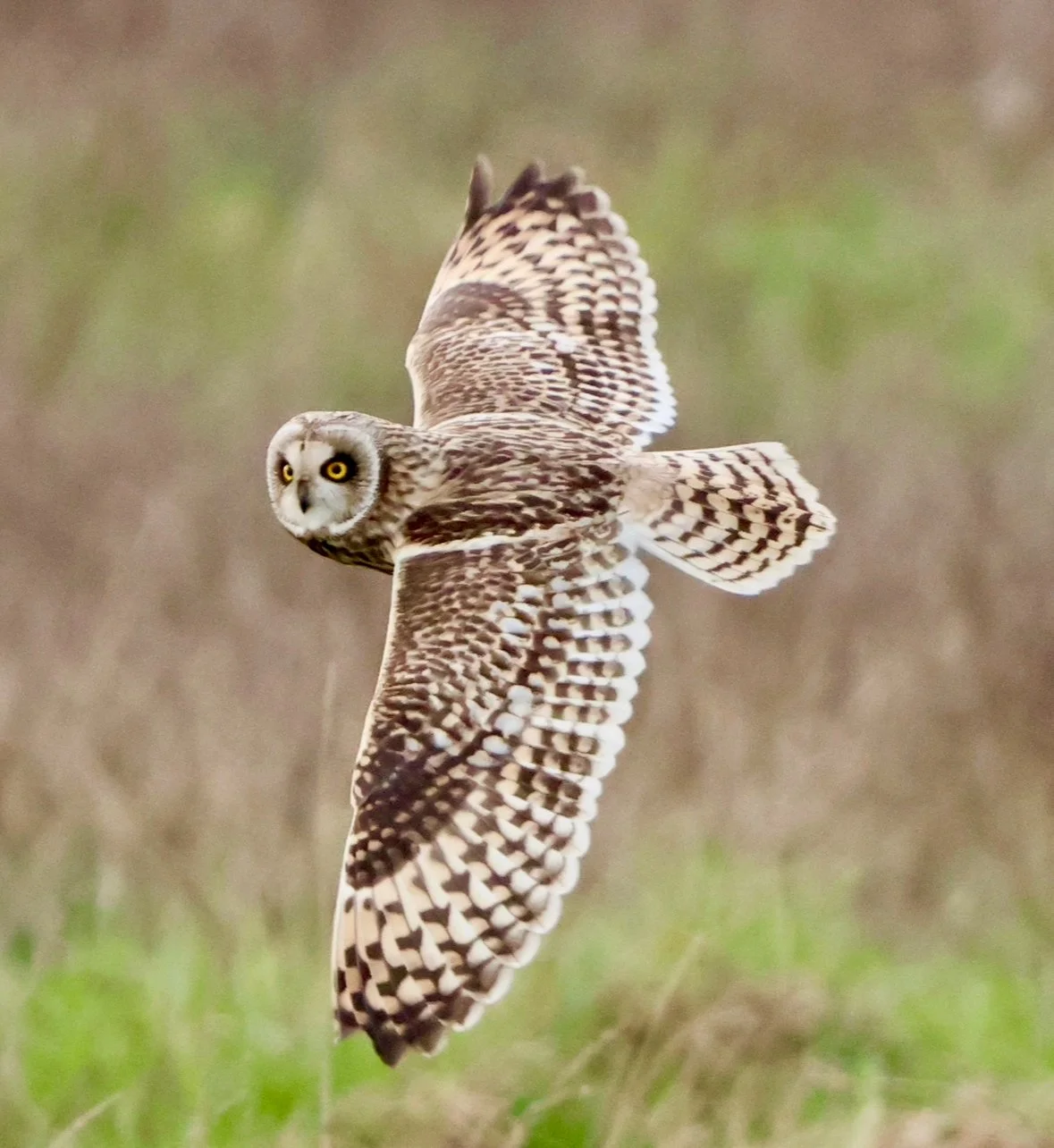 © jotandwretchedly.co.uk