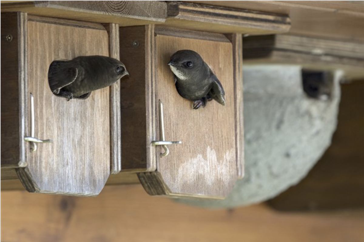 Swift boxes