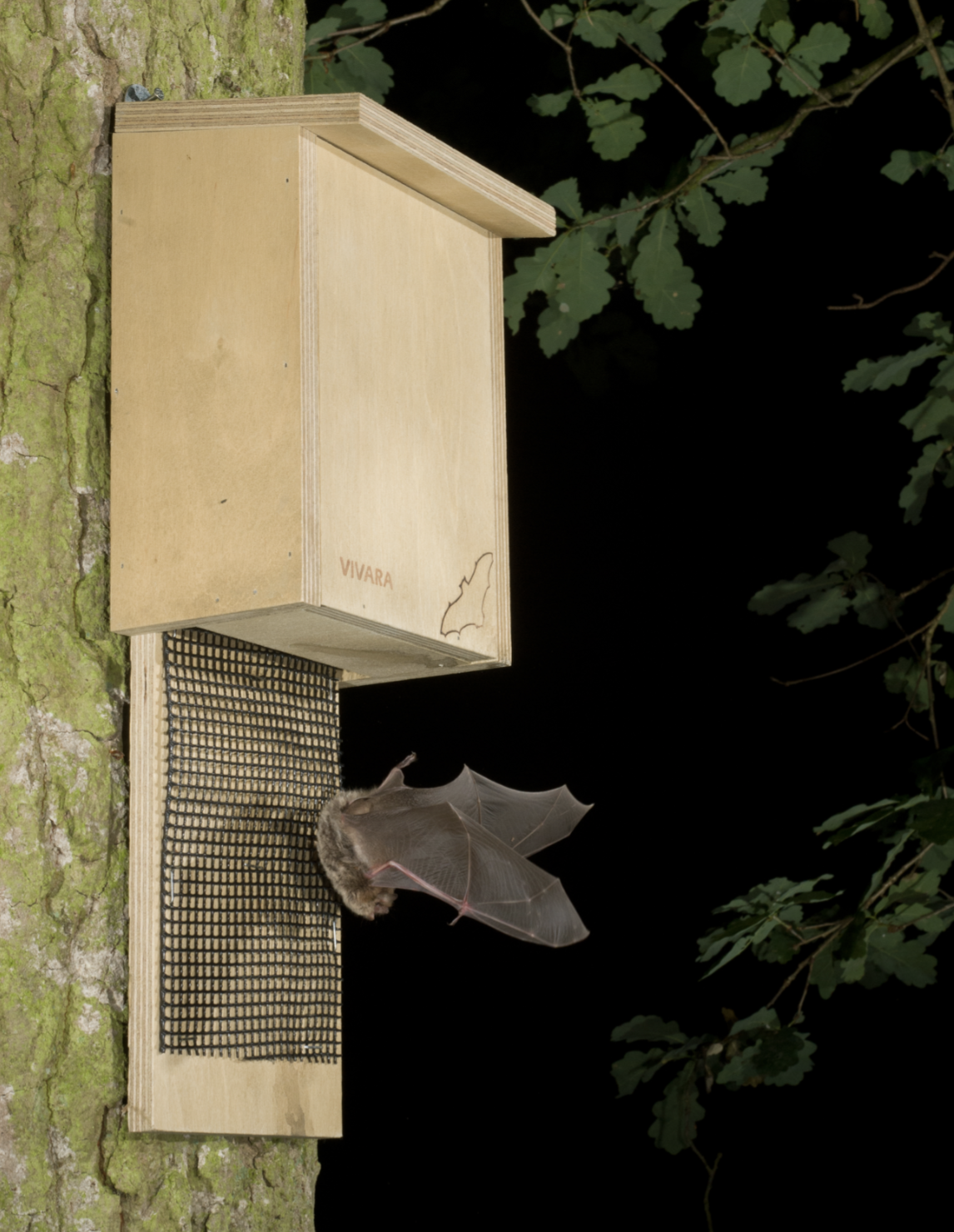 Bat Box