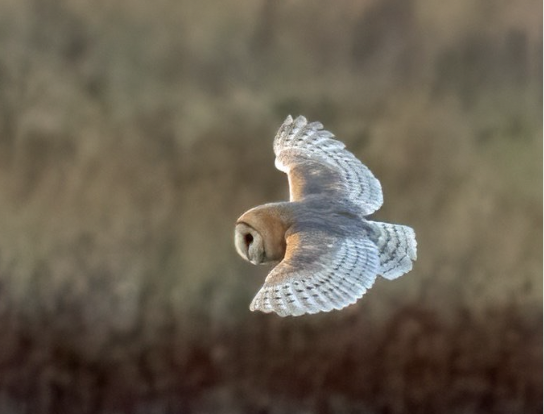 Barn Owl, Parkgate