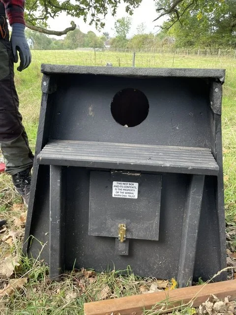 Barn Owl Box