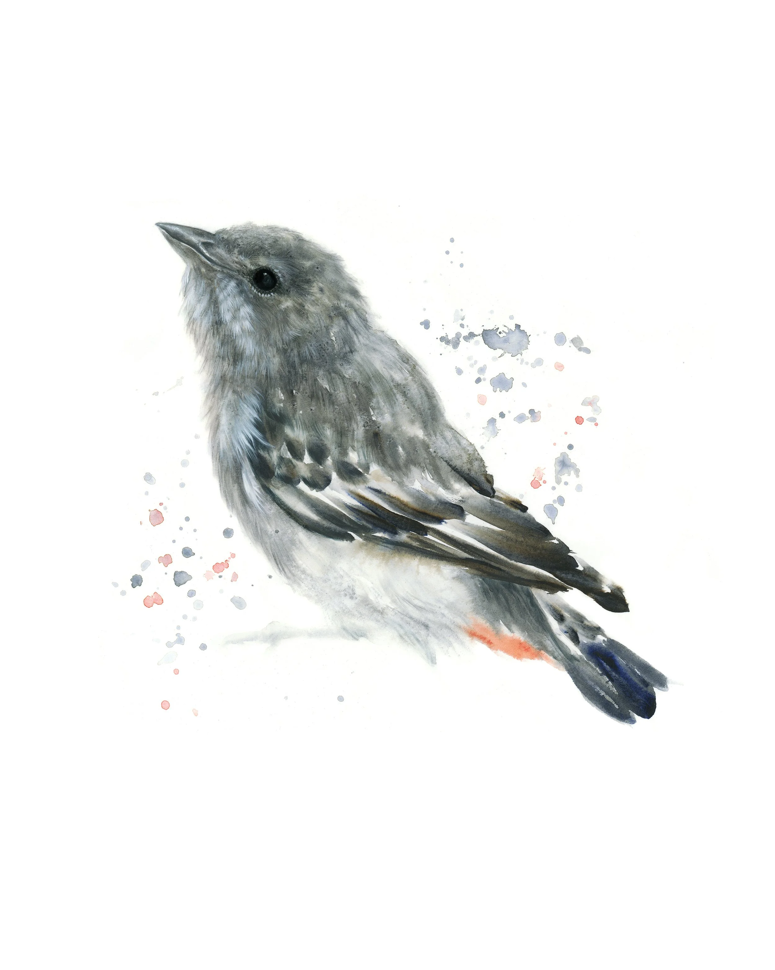 Mistletoe bird (female) - Alex Louisa