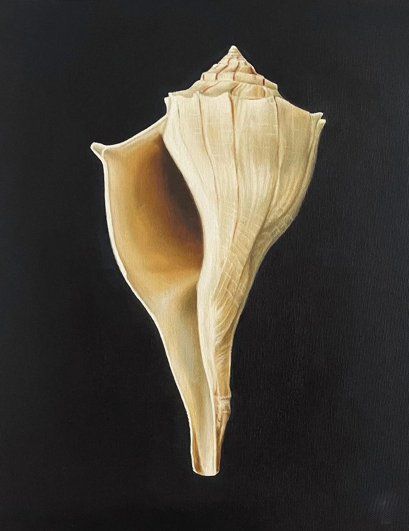 Sunshine Coast artist Heidi O&rsquo;Brien creates quietly atmospheric still life paintings inspired by the natural beauty of coastal Queensland. Her current works focus on shells and found objects, where subtle shifts in light, tone and texture trans