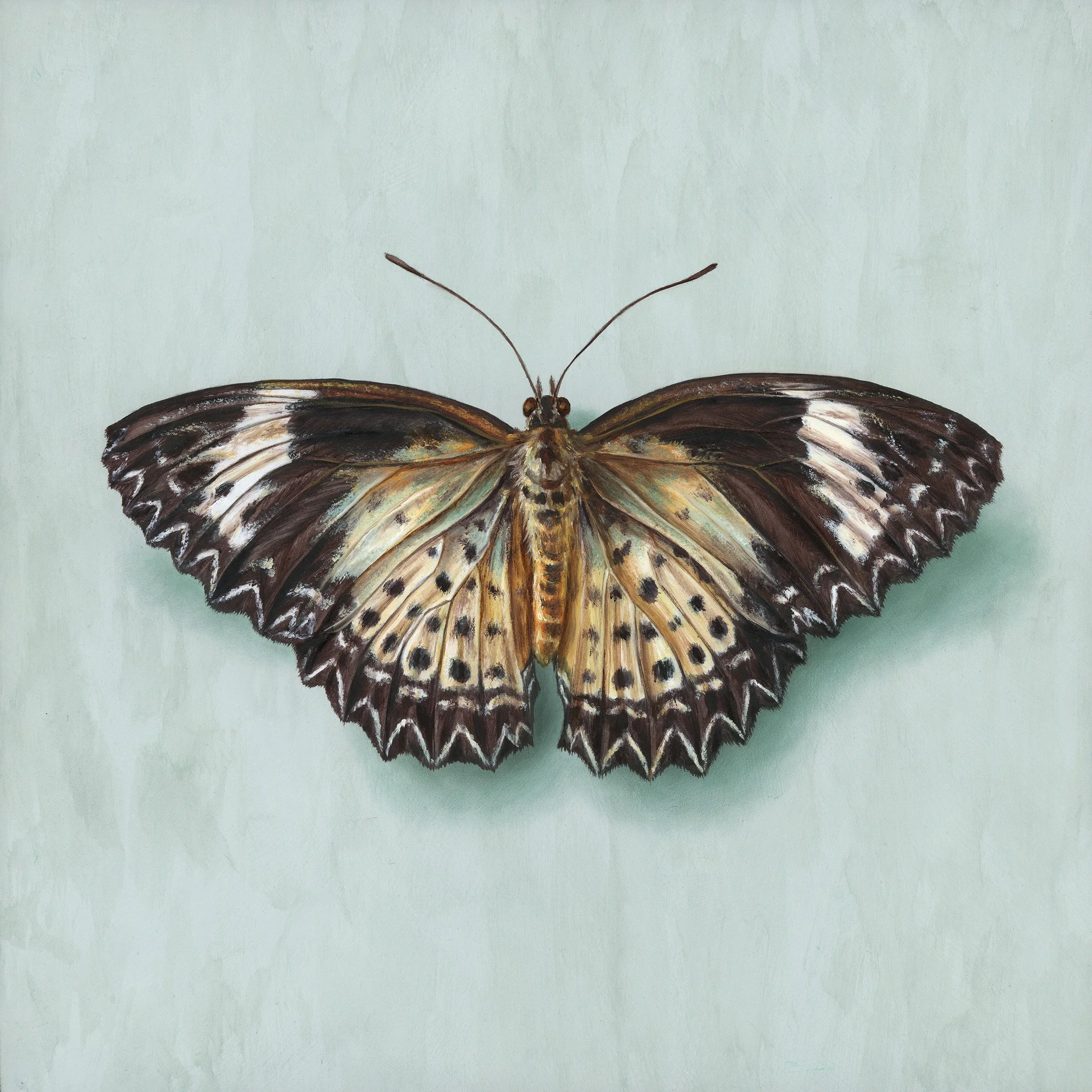 Alex Louisa_Leopard Lacewing_20 x 20cm_$490.jpg