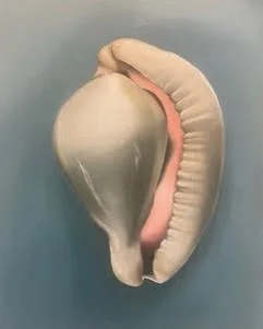 Seashell  Blue- Heidi O'brien